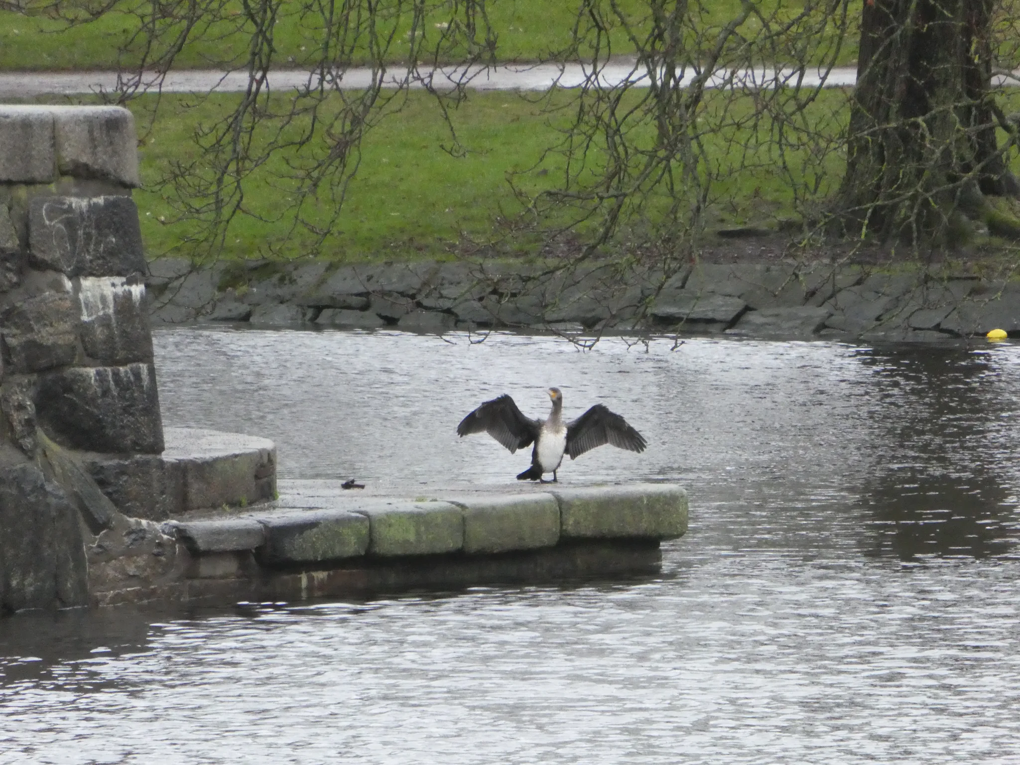 Great Cormorant (phalacrocorax carbo)