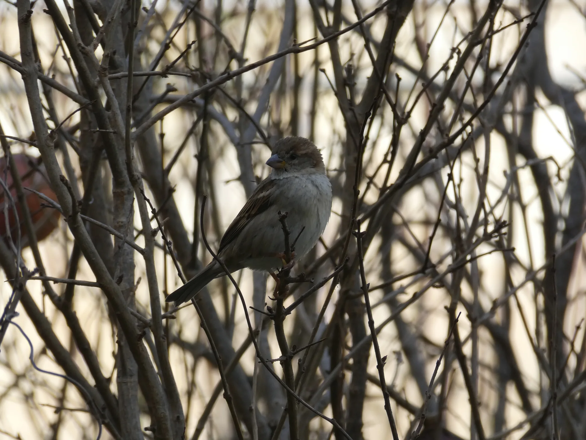 Spanish Sparrow (passer hispaniolensis)