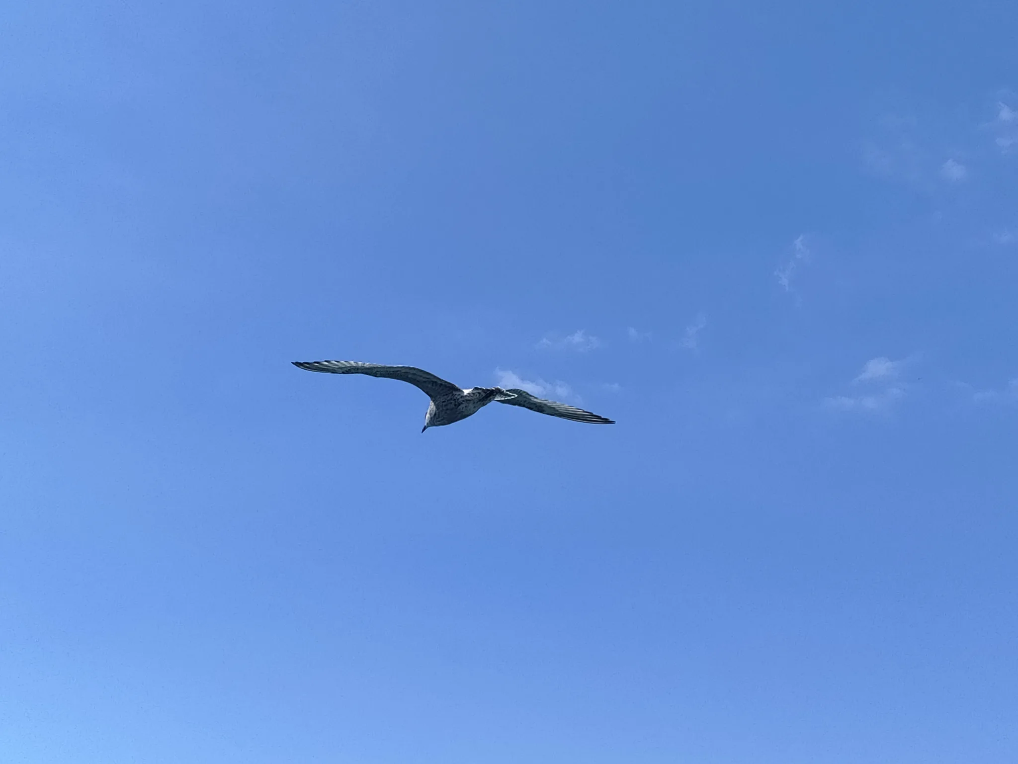 European Herring Gull (larus argentatus)