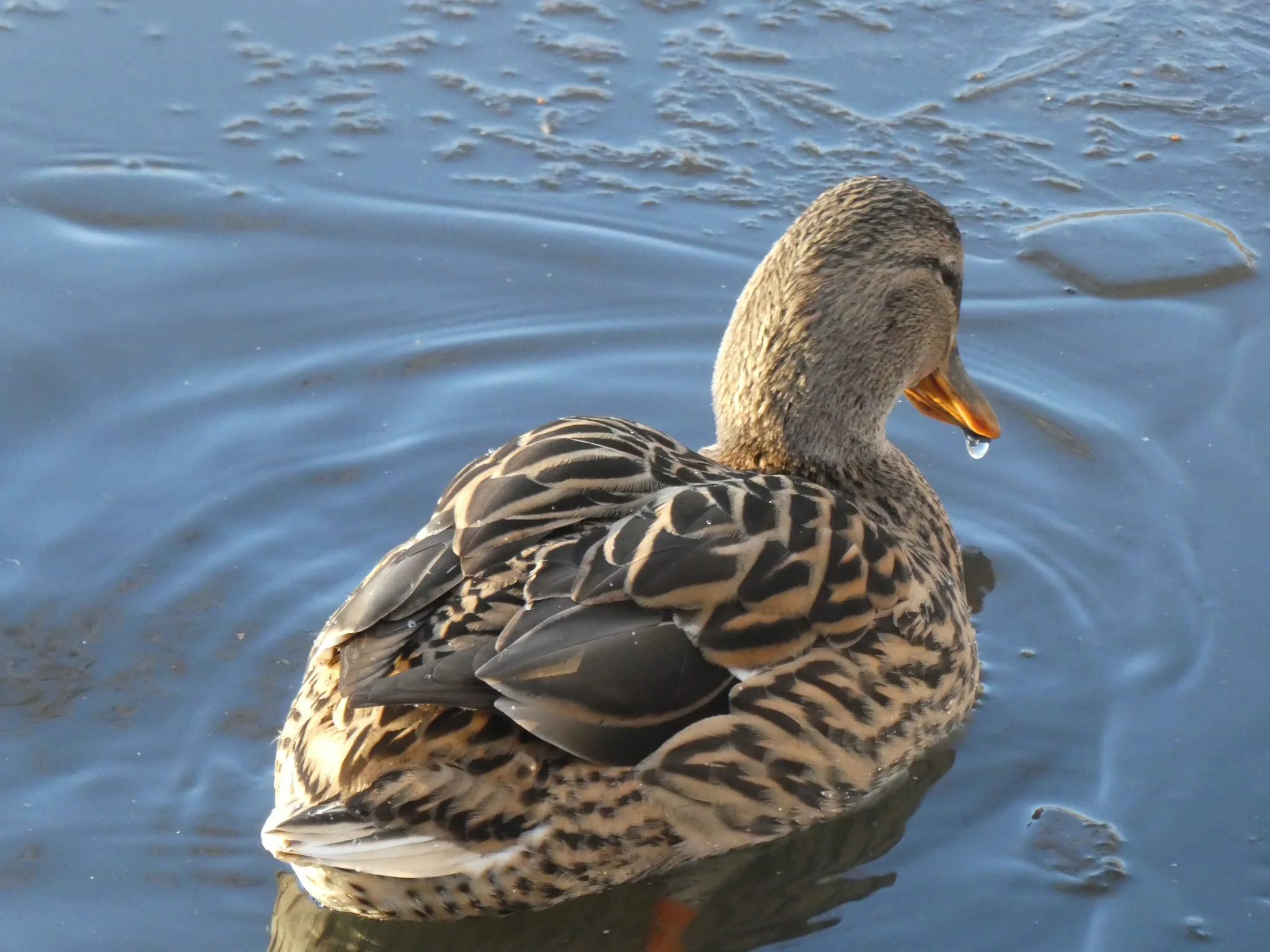 Mallard (anas platyrhynchos)