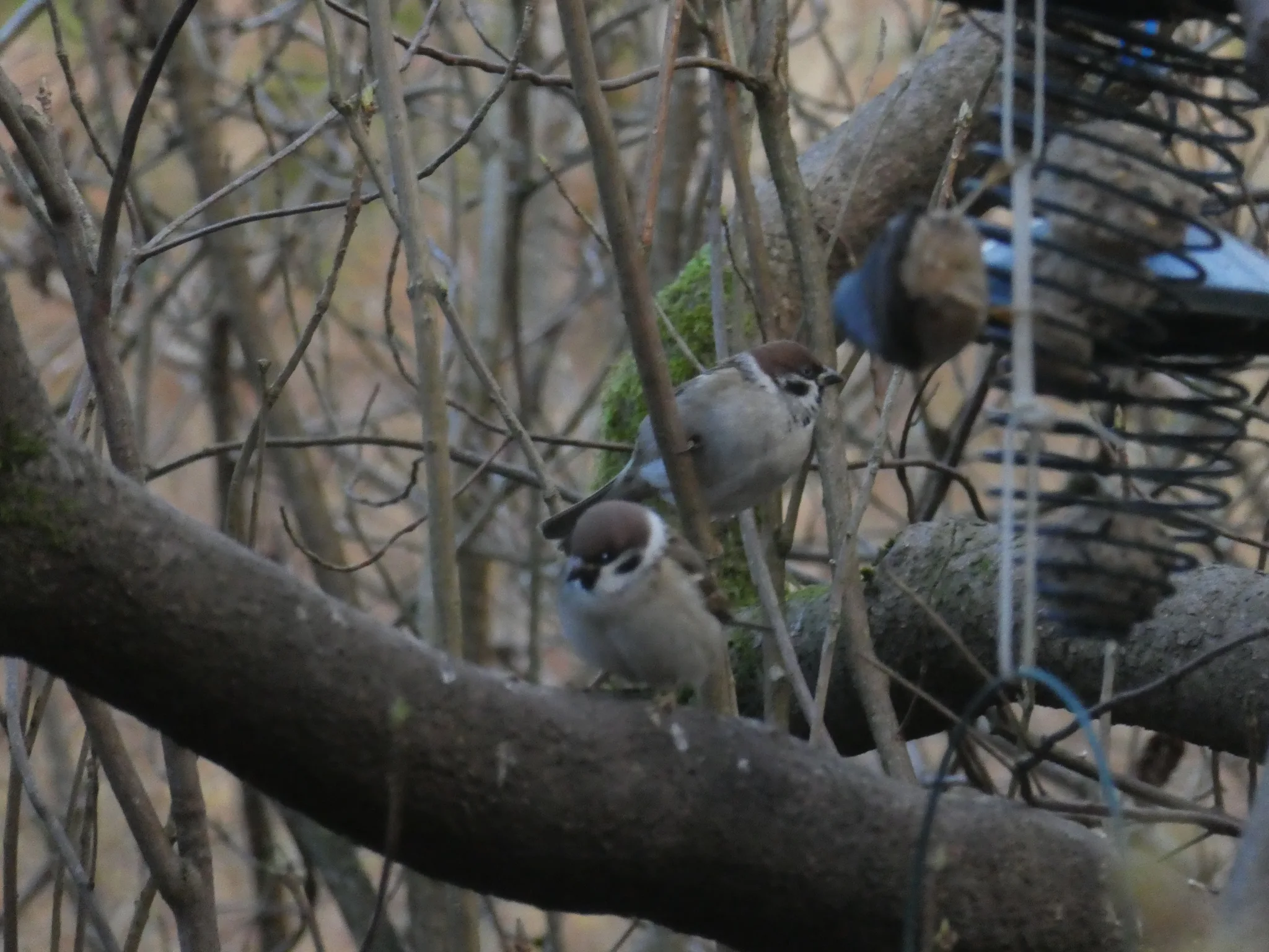 Eurasian Tree Sparrow (passer montanus)