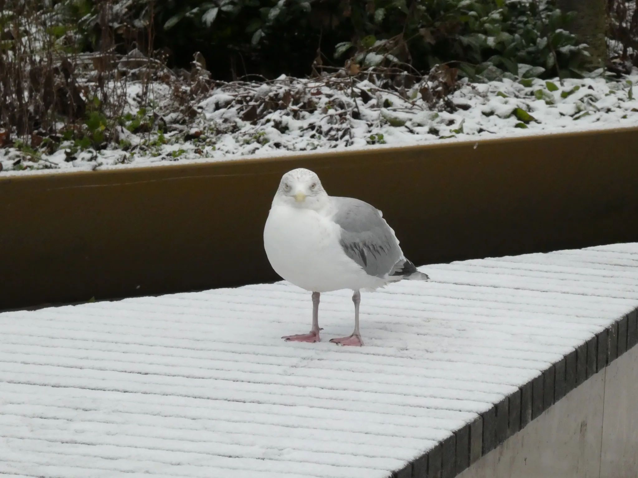 European Herring Gull (larus argentatus)