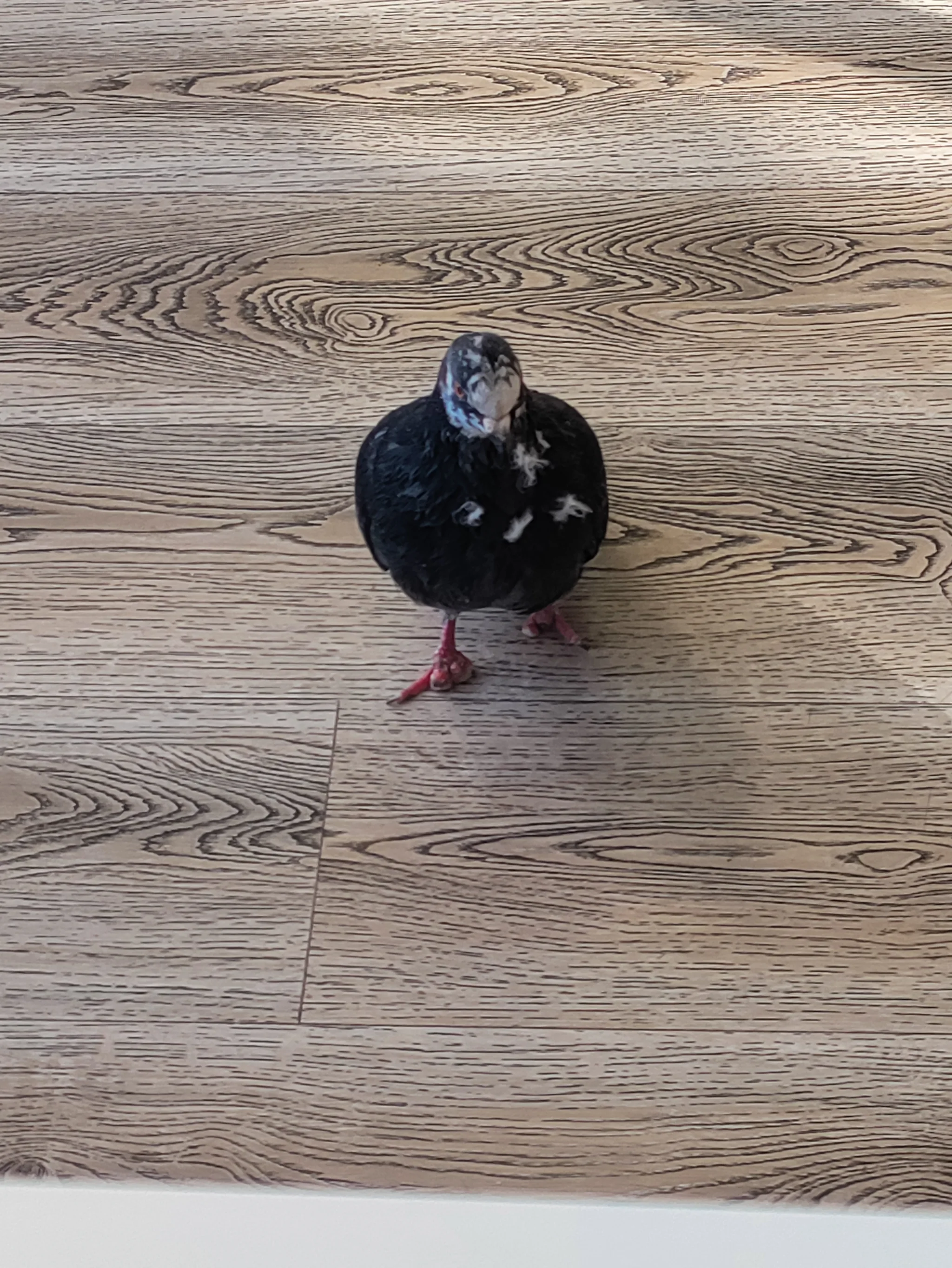 Feral Rock Pigeon (columba livia)