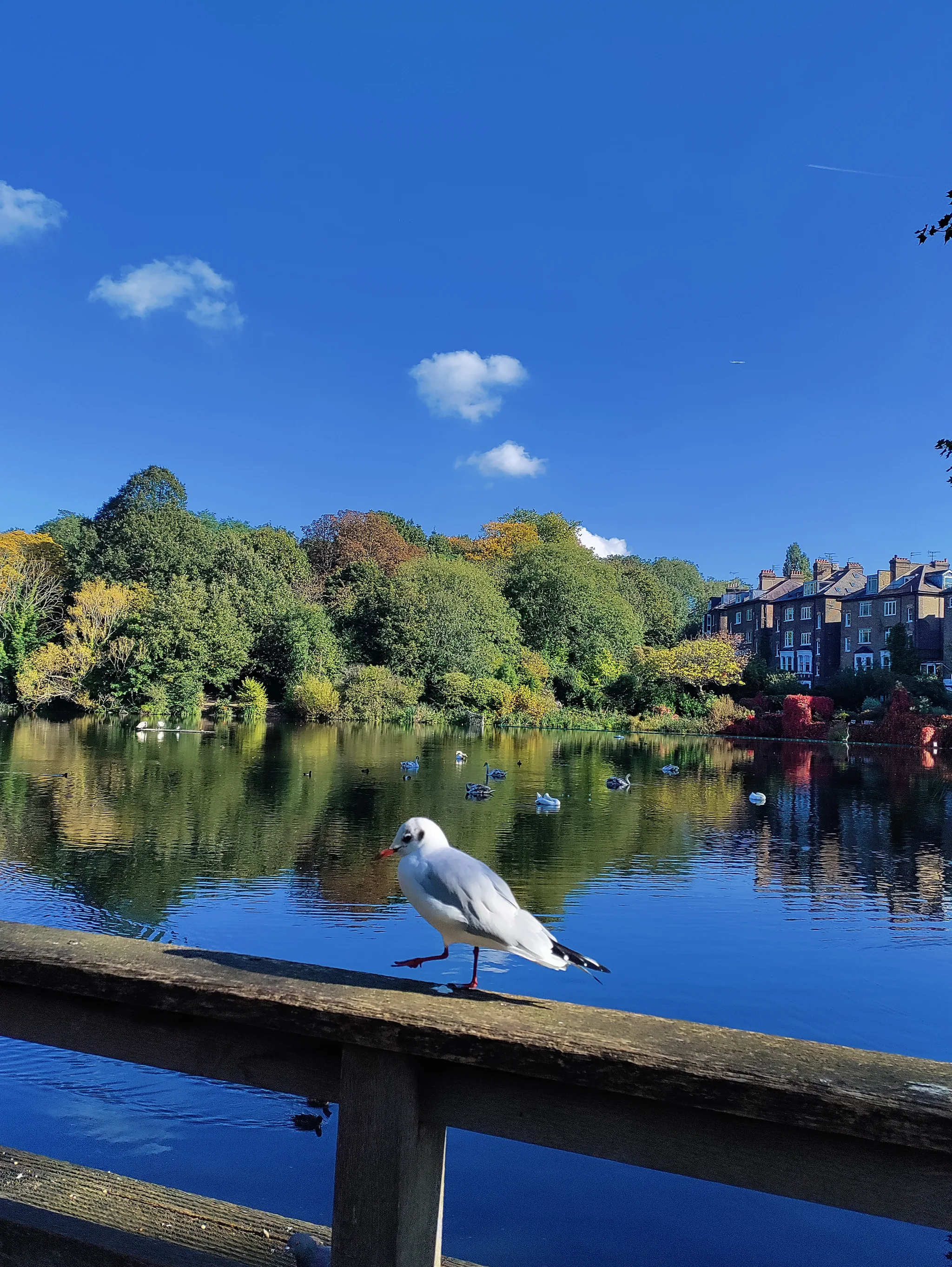 Black-headed Gull (chroicocephalus ridibundus)