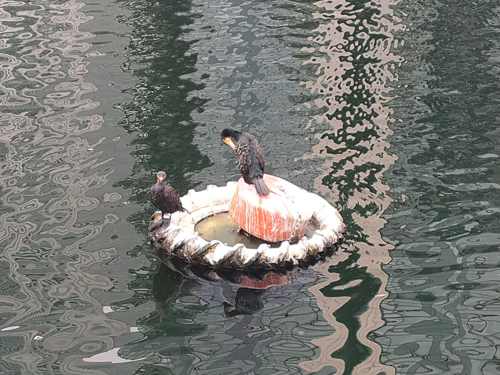 Great Cormorant (phalacrocorax carbo)