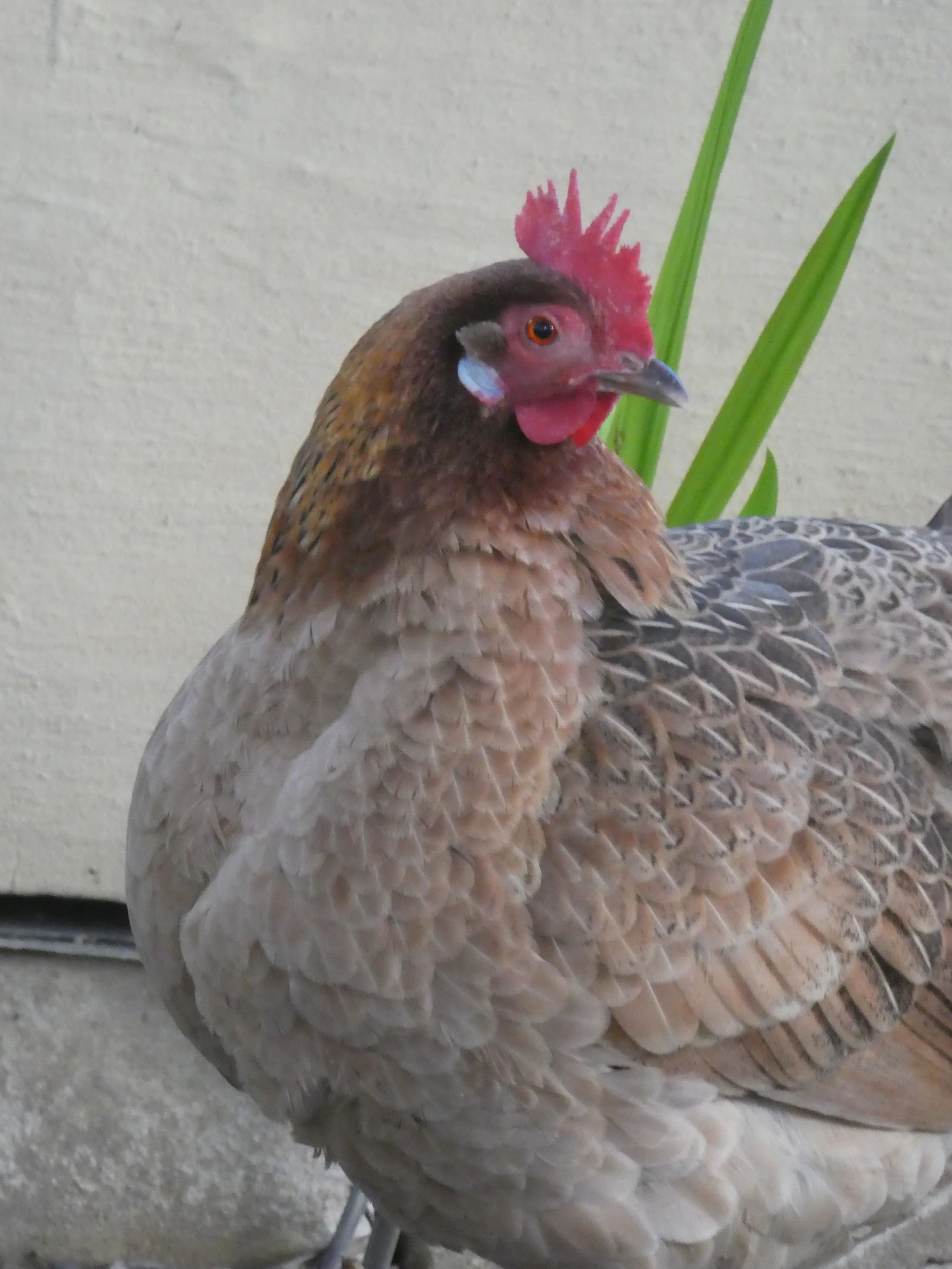 Chicken (gallus gallus domesticus)