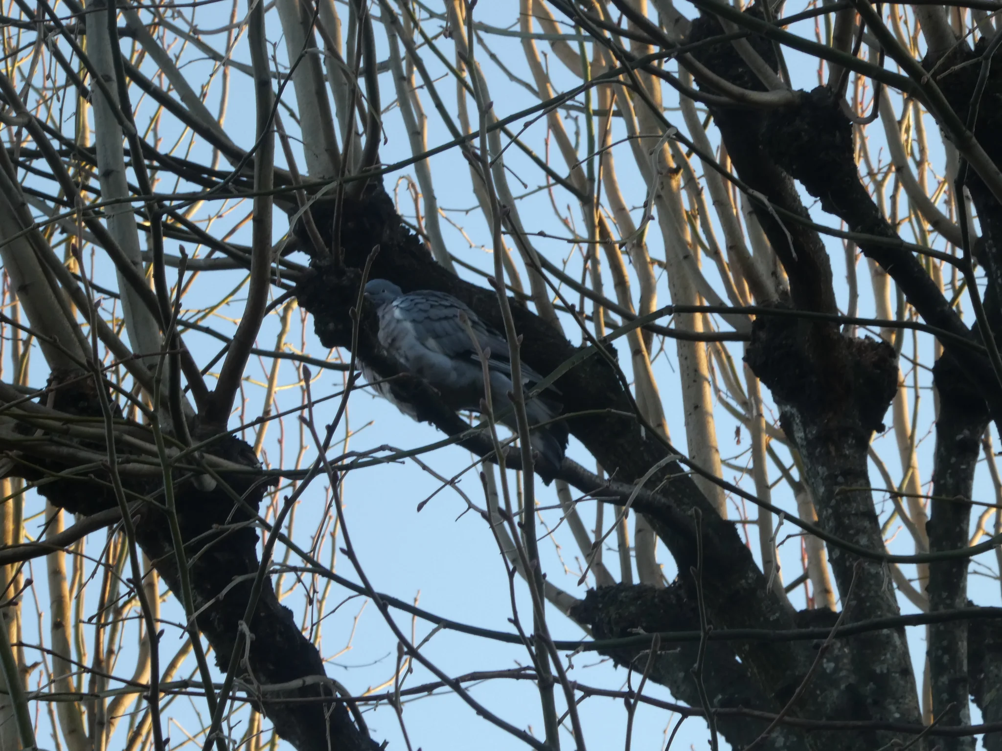 Common Wood-Pigeon (columba palumbus)