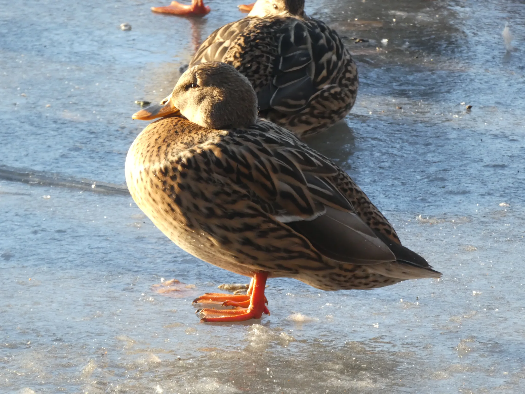 Mallard (anas platyrhynchos)