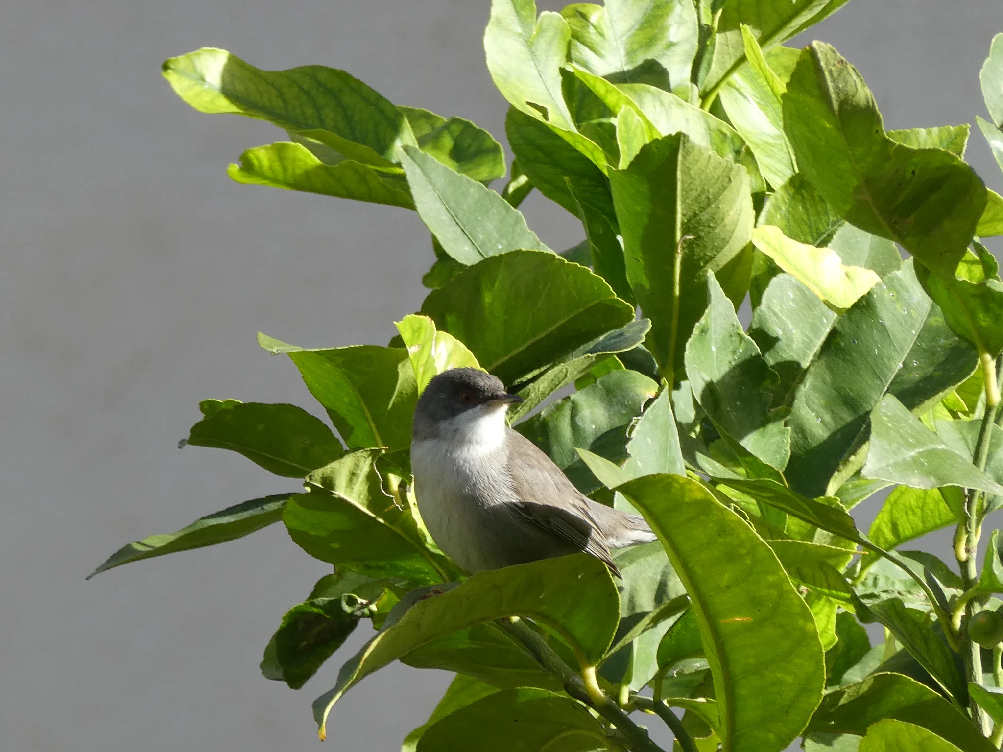 Sardinian Warbler (curruca melanocephala)