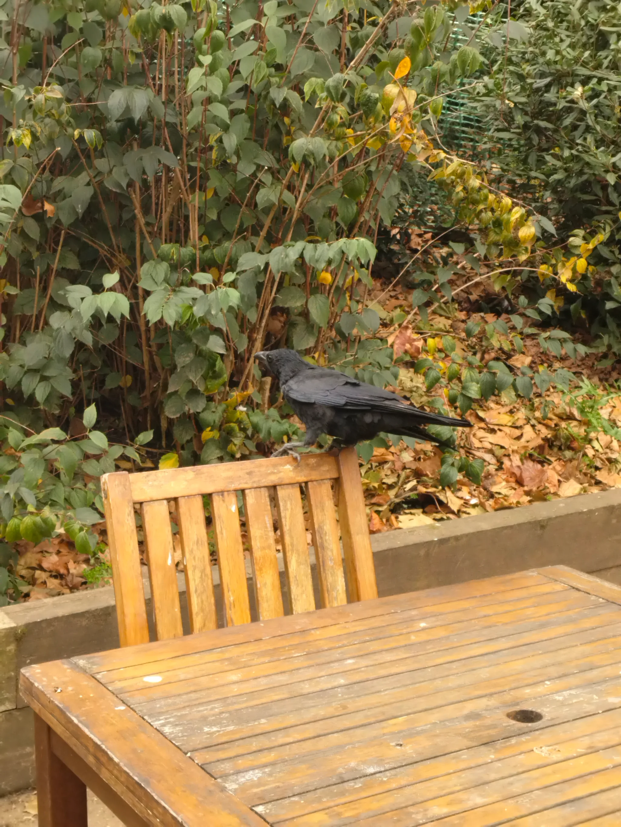 Carrion Crow (corvus corone)