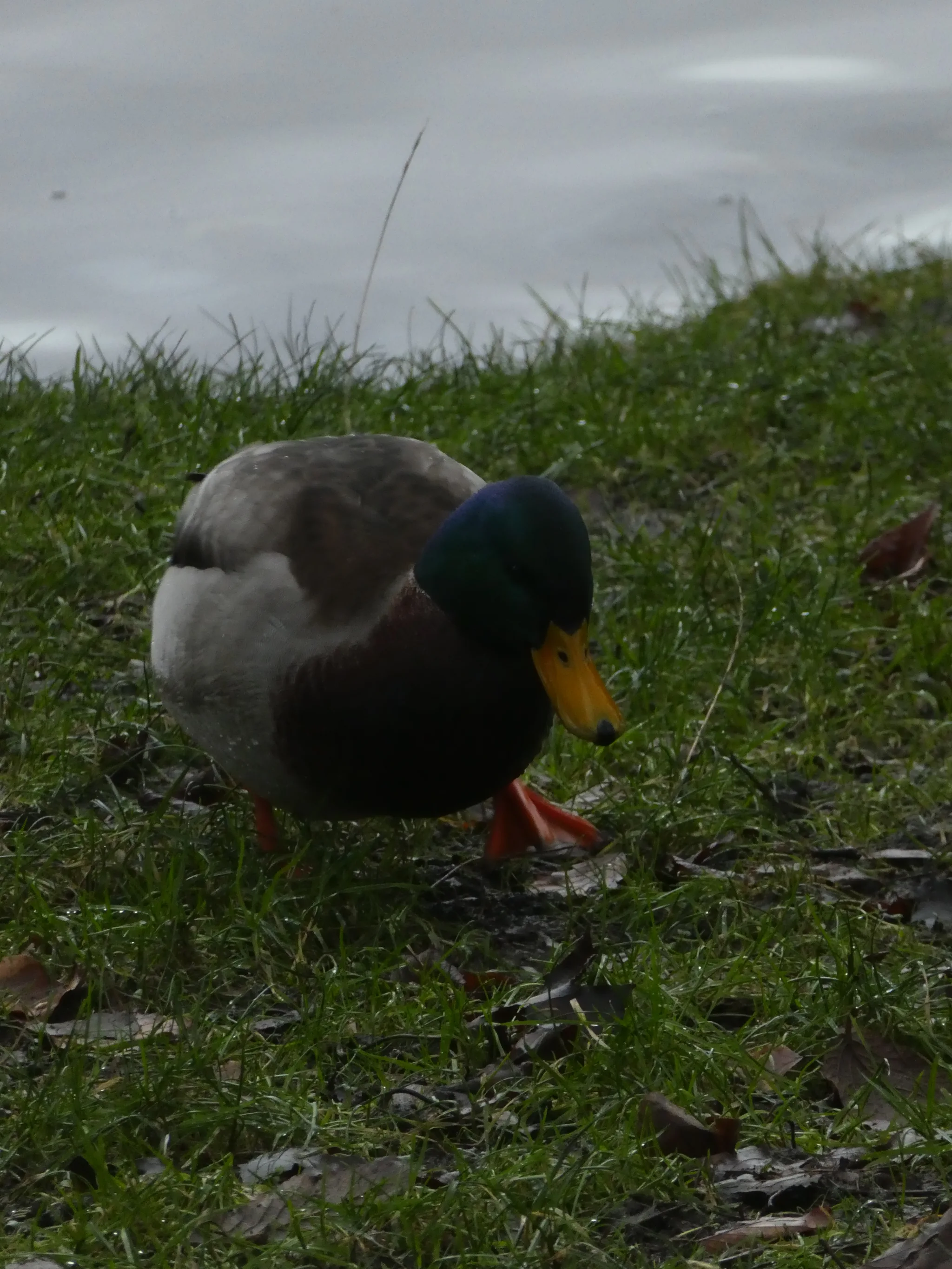 Mallard (anas platyrhynchos)