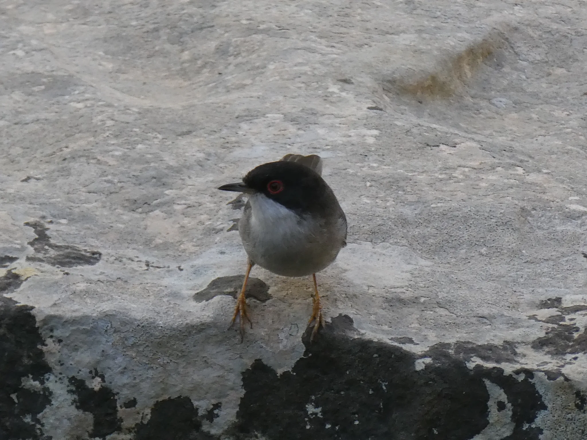 Sardinian Warbler (curruca melanocephala)