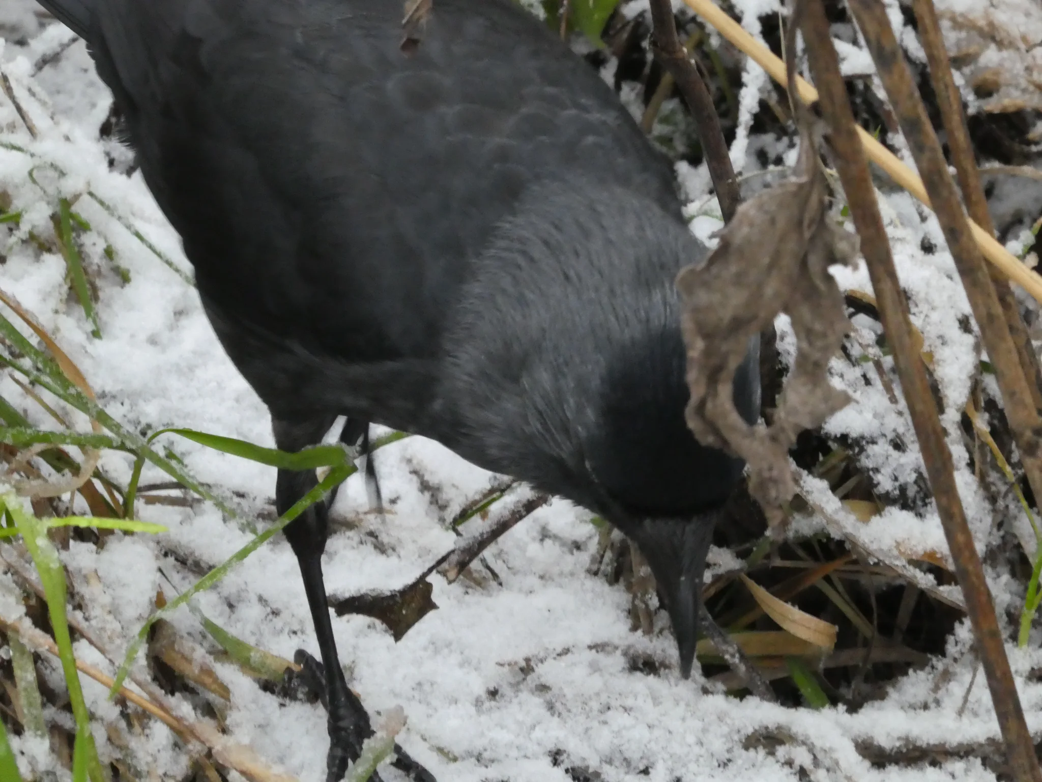 Eurasian Jackdaw (coloeus monedula)