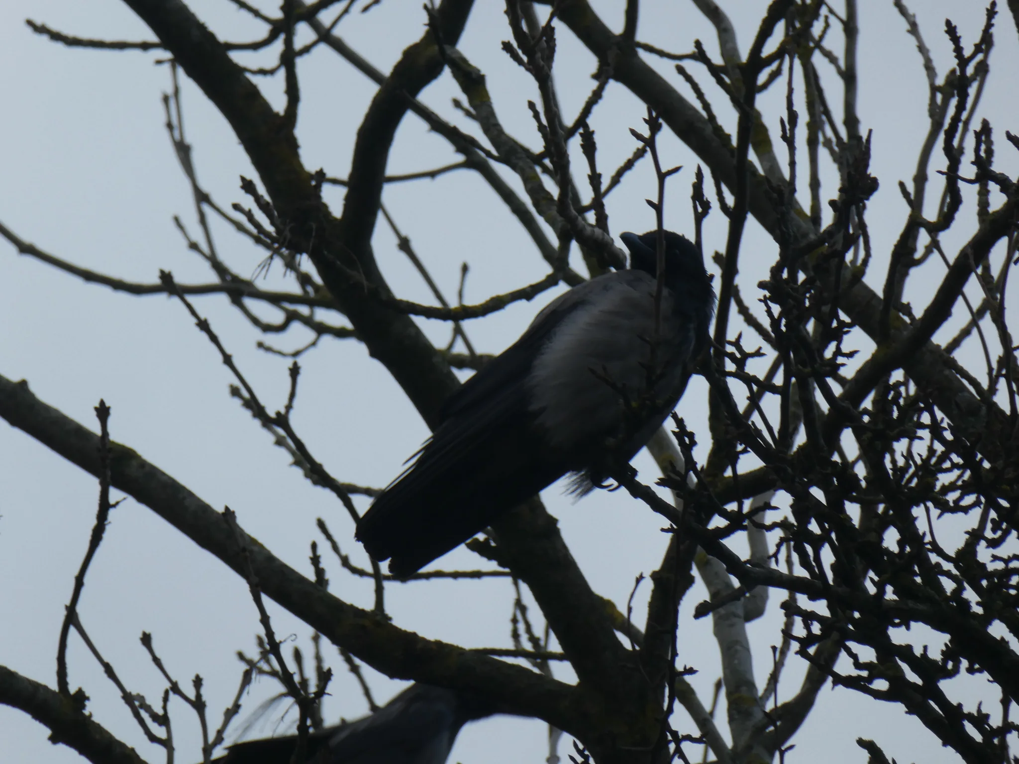 Eurasian Jackdaw (coloeus monedula)