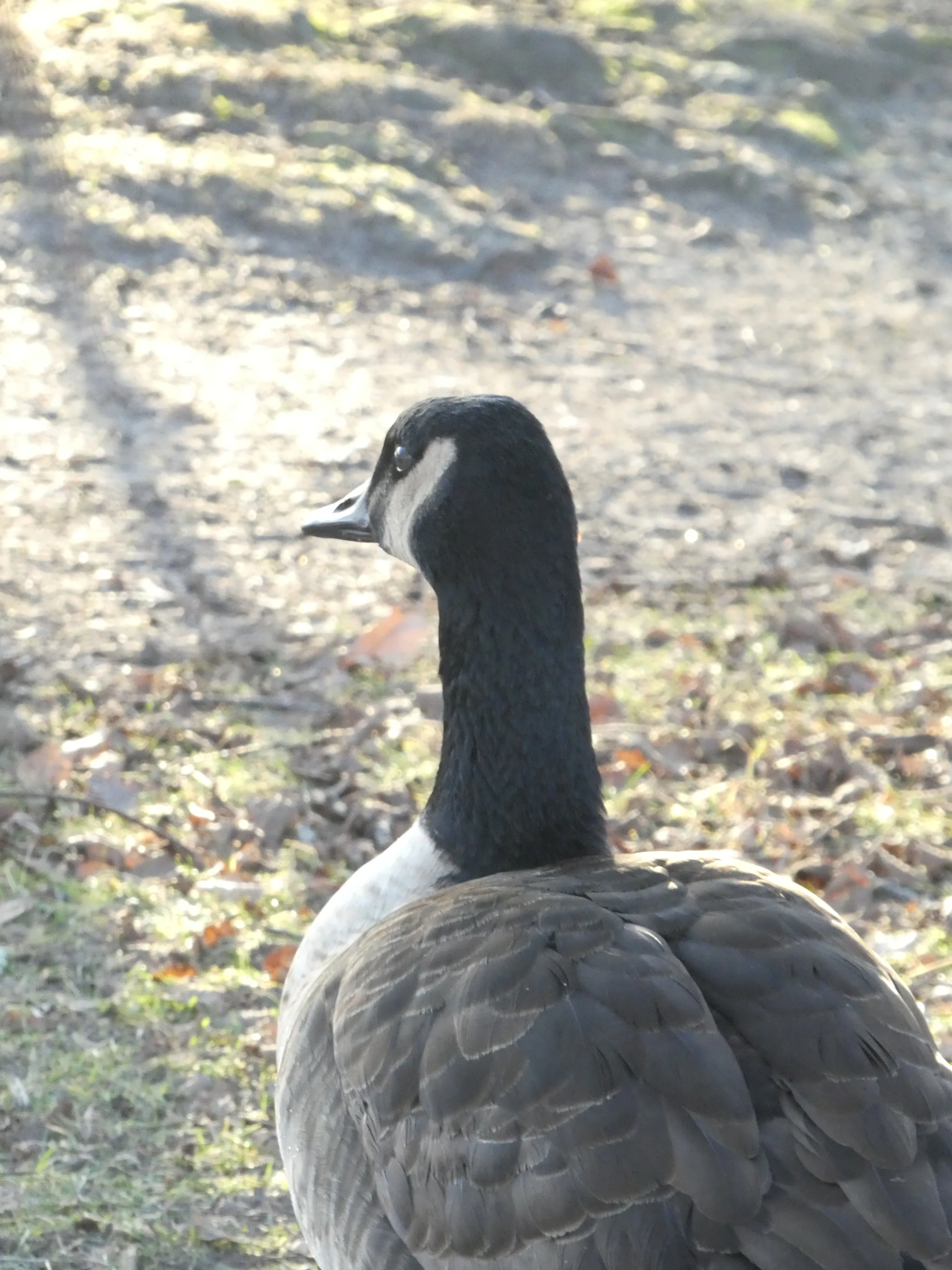Canada Goose (branta canadensis)