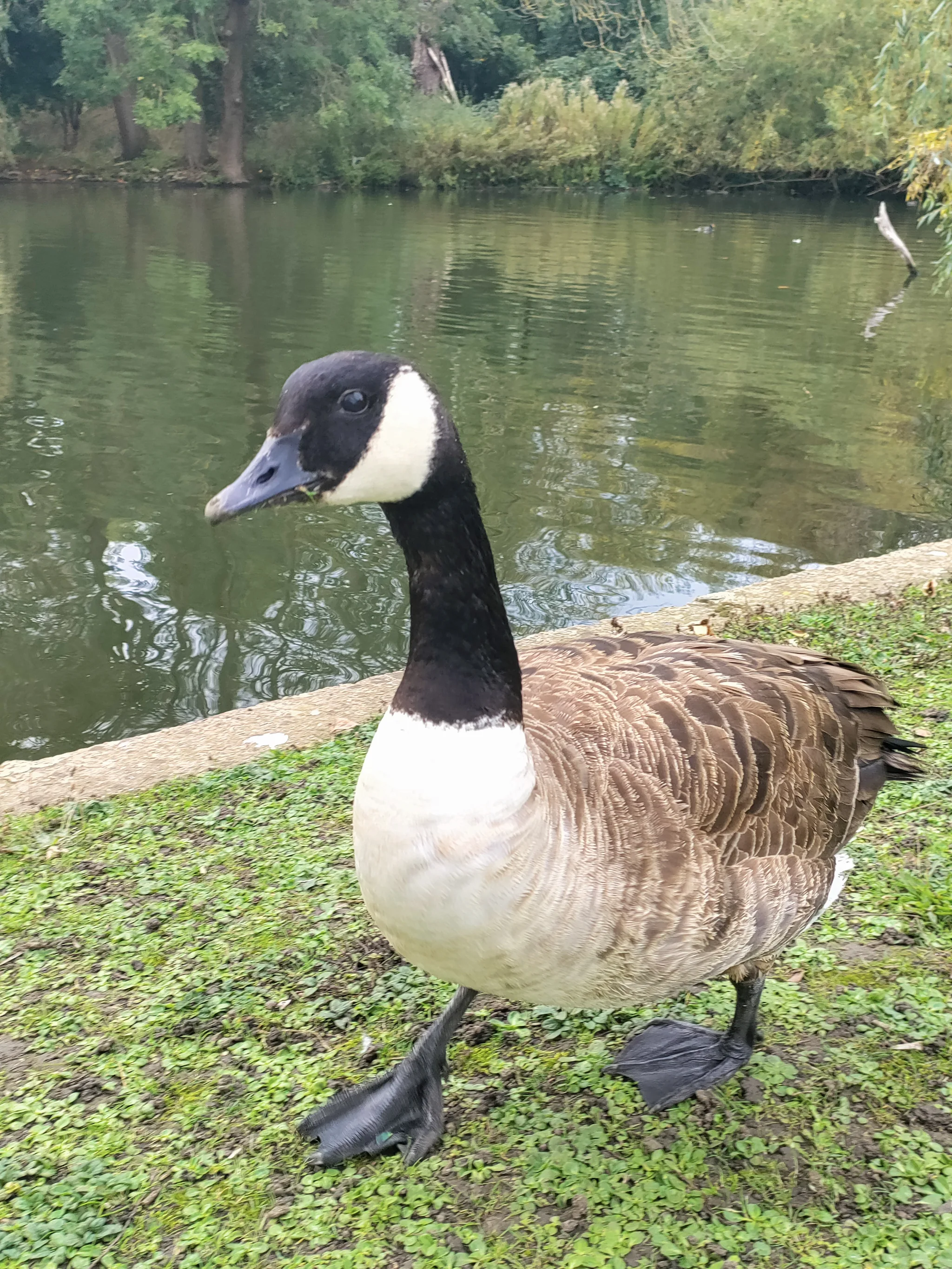 Canada Goose (branta canadensis)