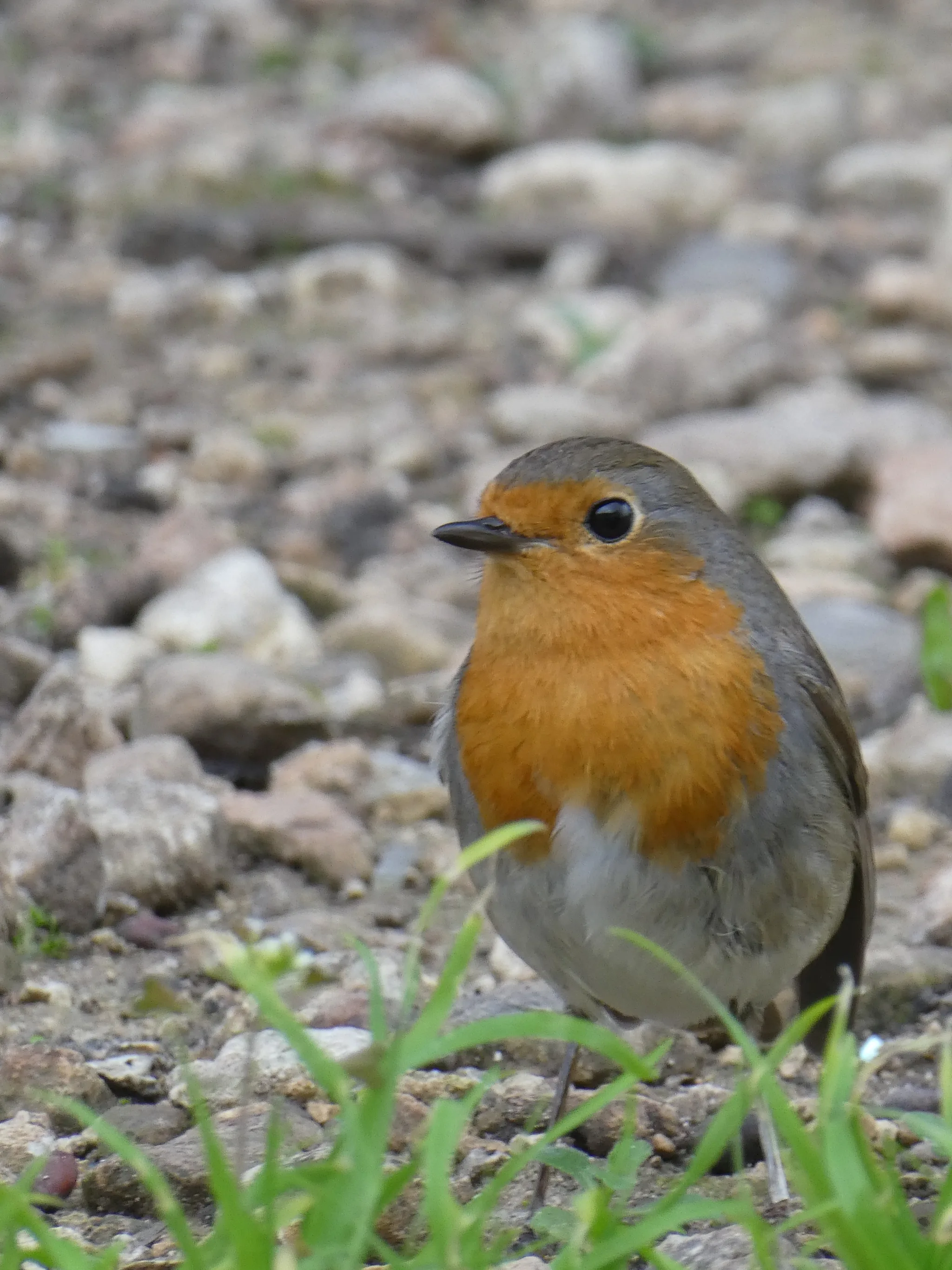 European Robin (erithacus rubecula)
