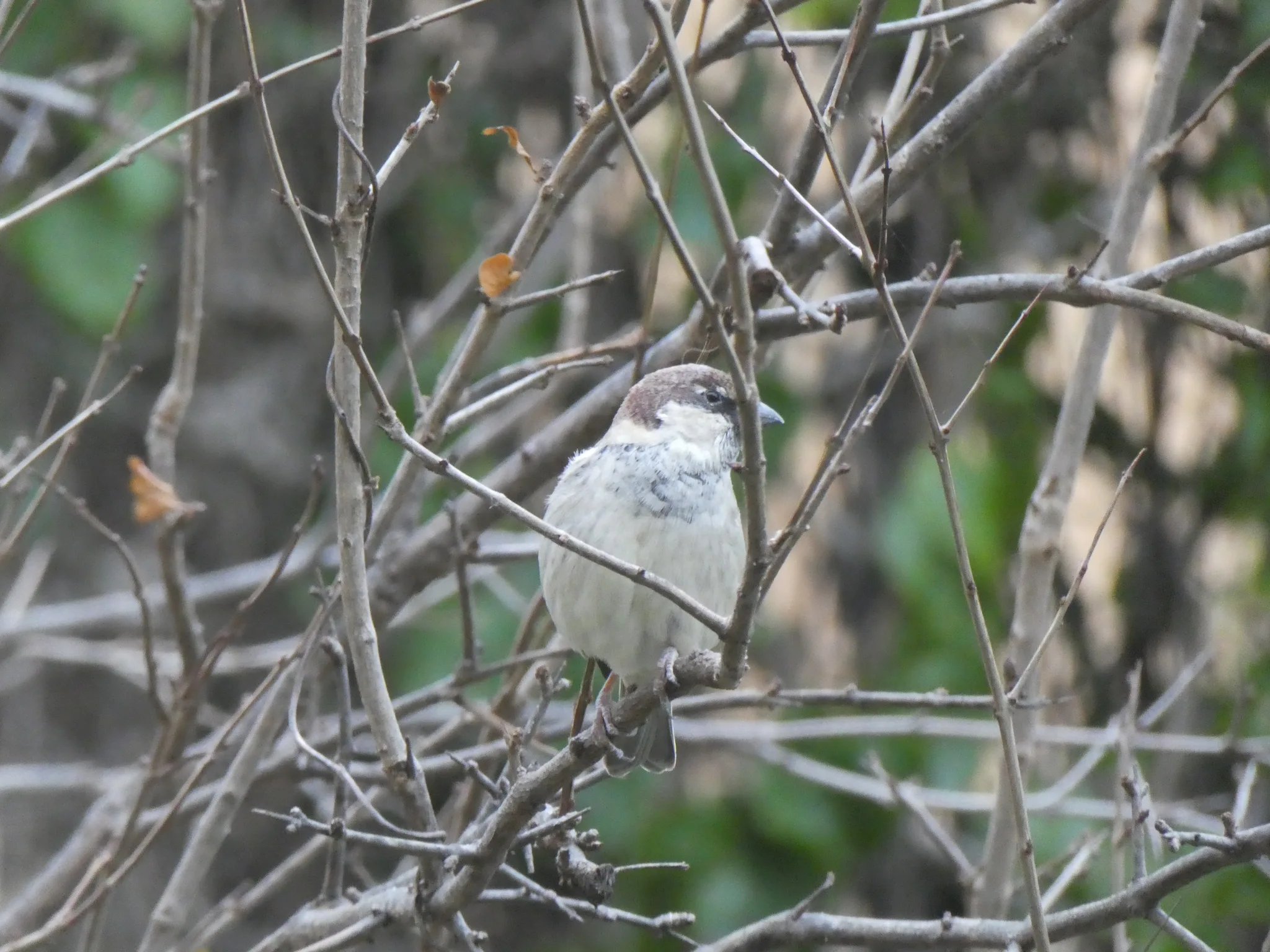 Spanish Sparrow (passer hispaniolensis)