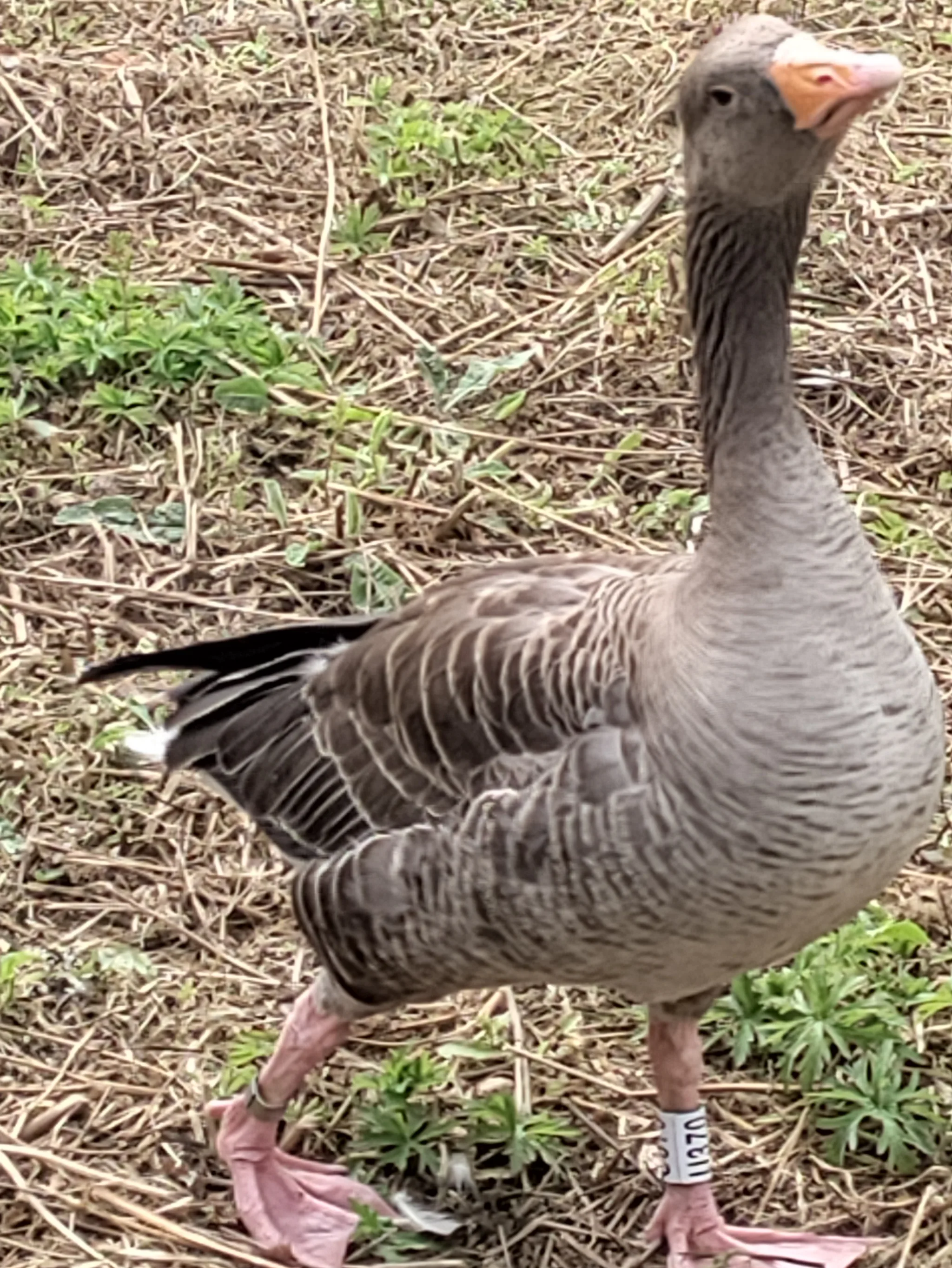 Graylag Goose (anser anser)