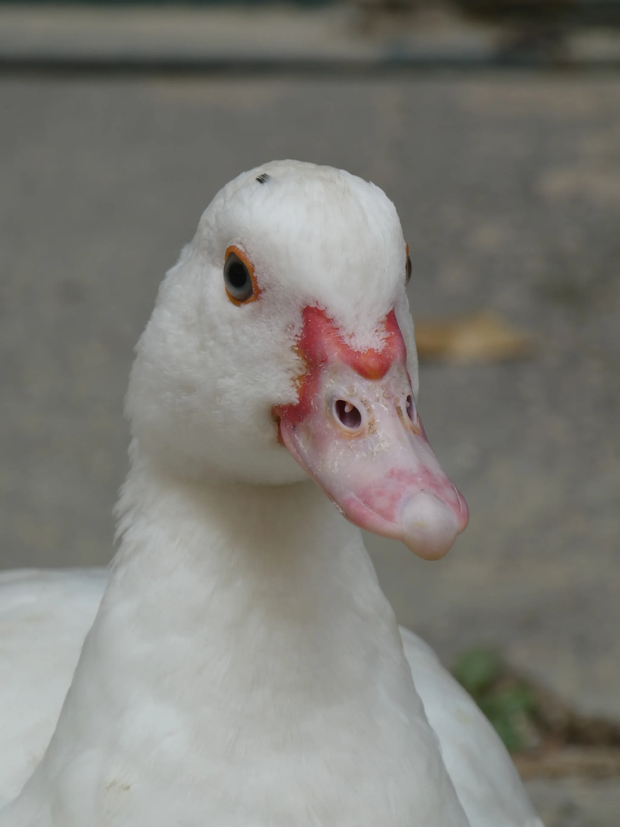 Muscovy Duck (cairina moschata)