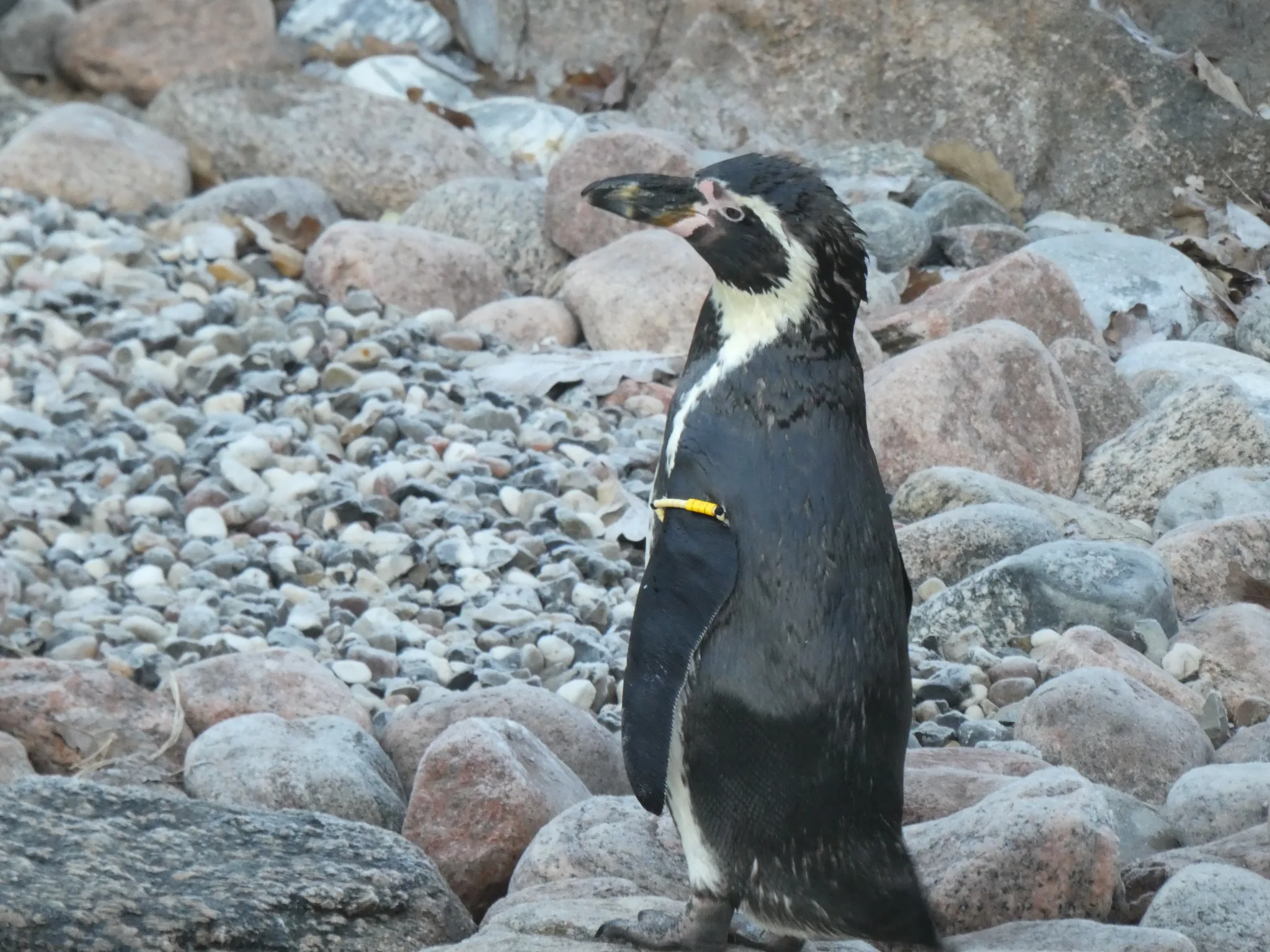 Humboldt Penguin (spheniscus humboldti)