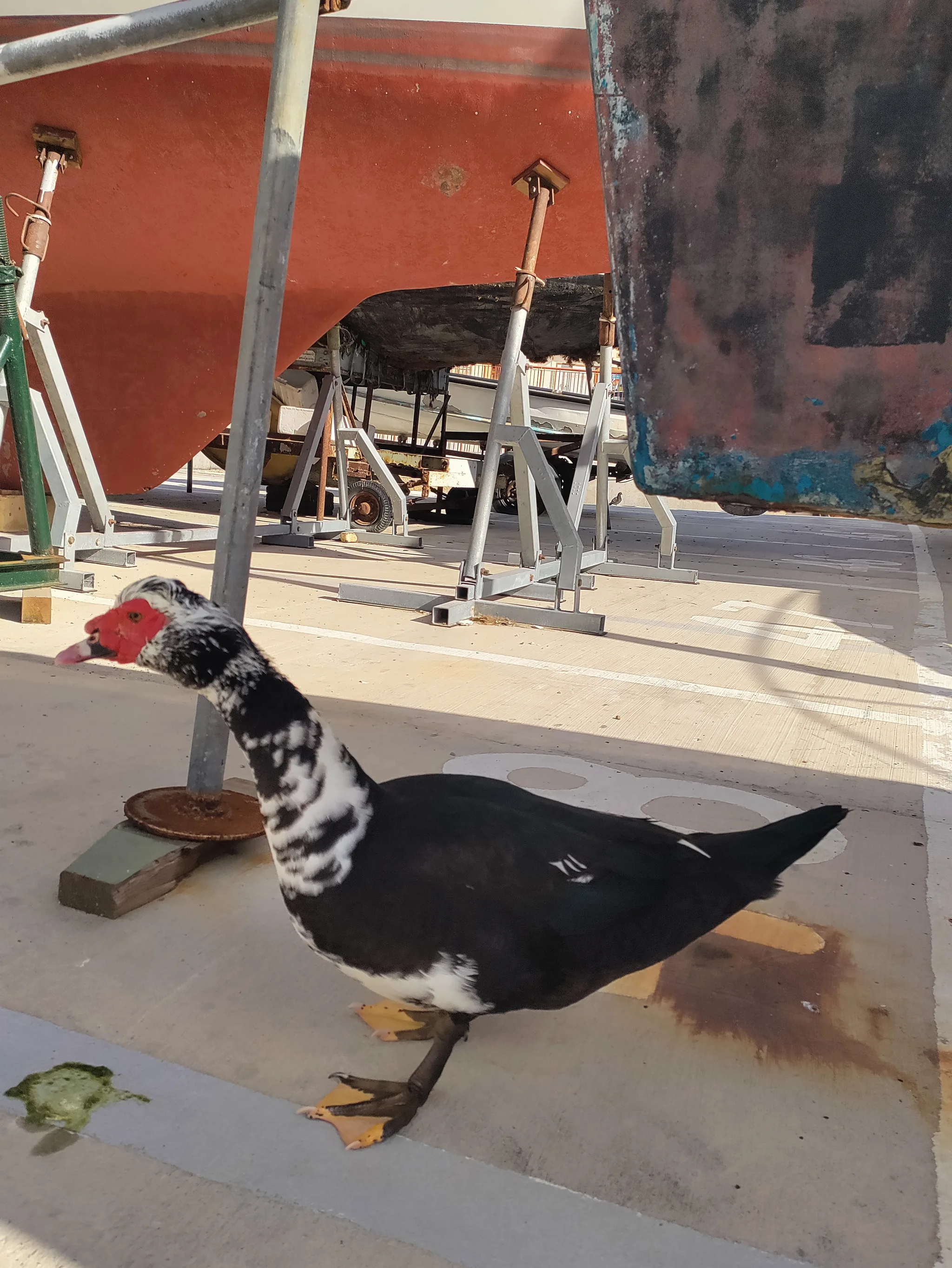 Muscovy Duck (cairina moschata)