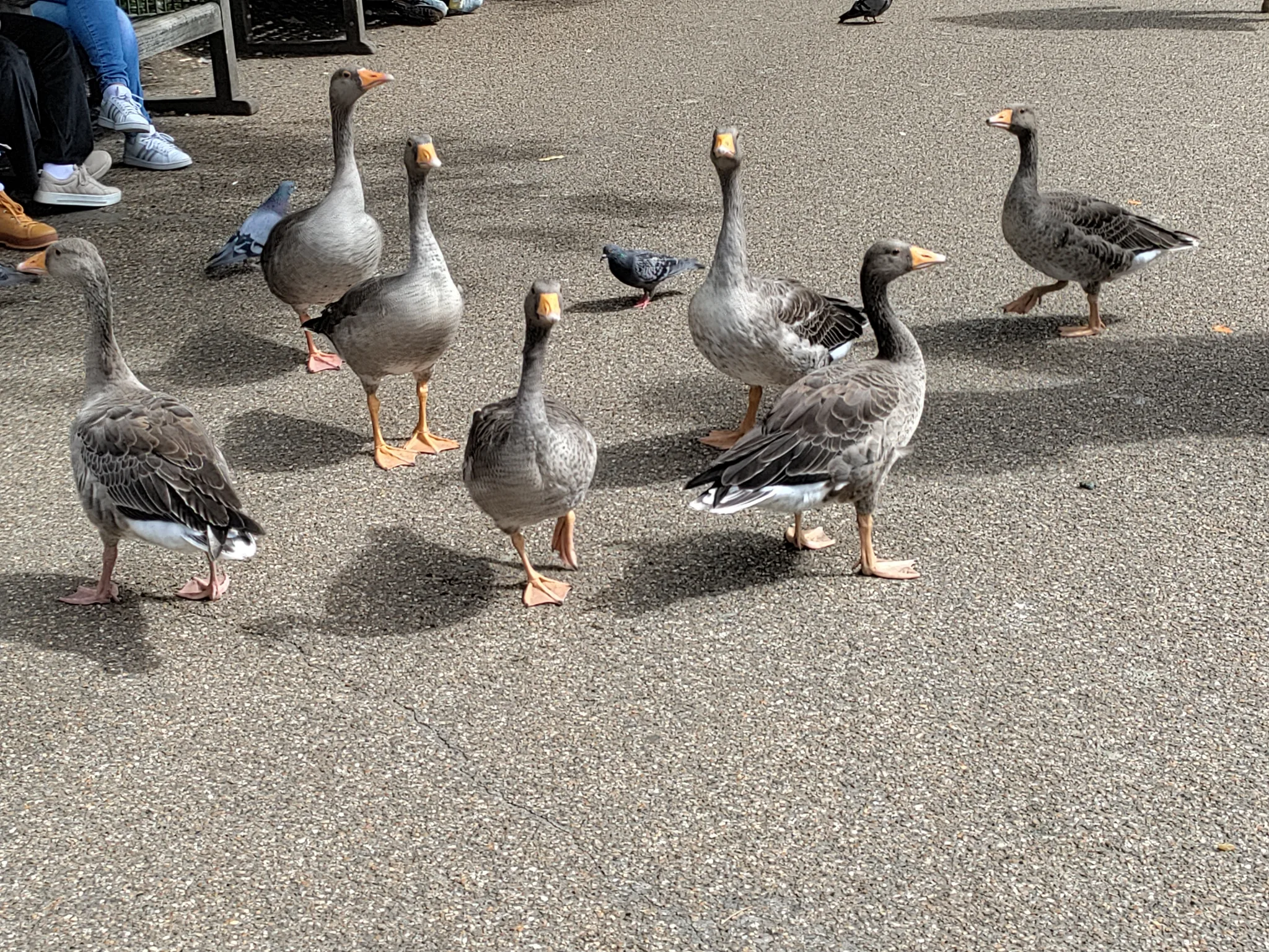 Graylag Goose (anser anser)