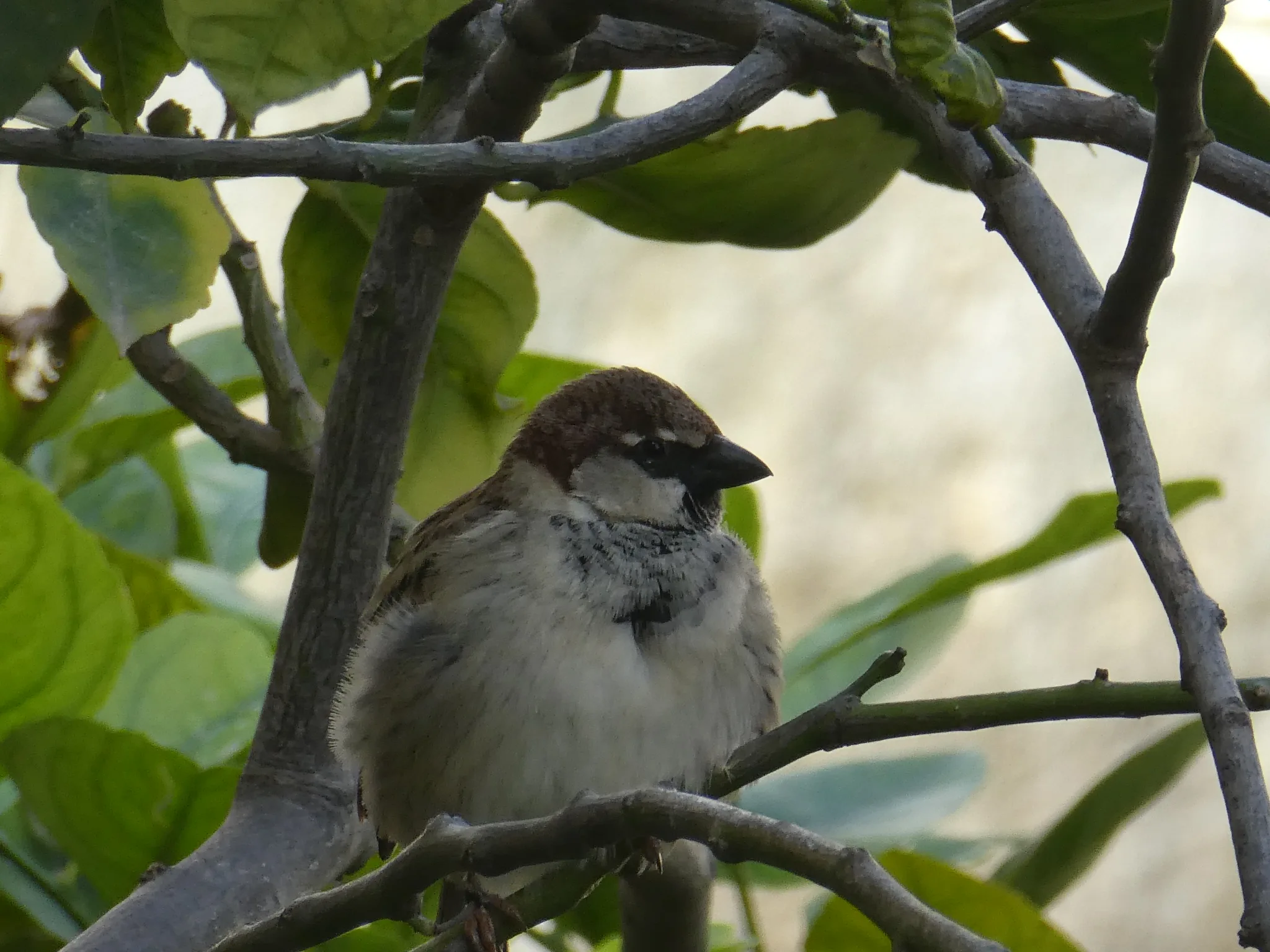 Spanish Sparrow (passer hispaniolensis)