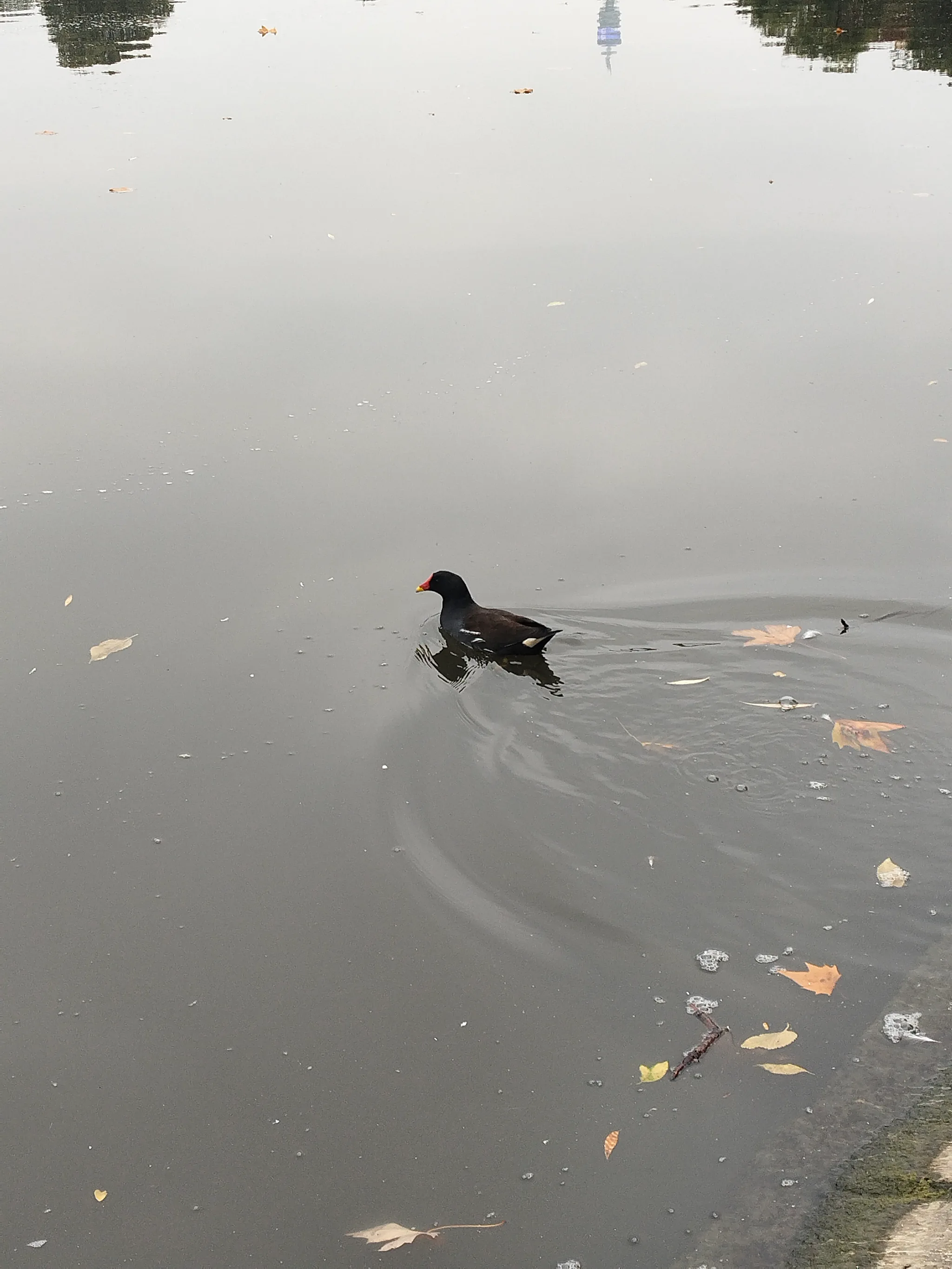 Eurasian Moorhen (gallinula chloropus)