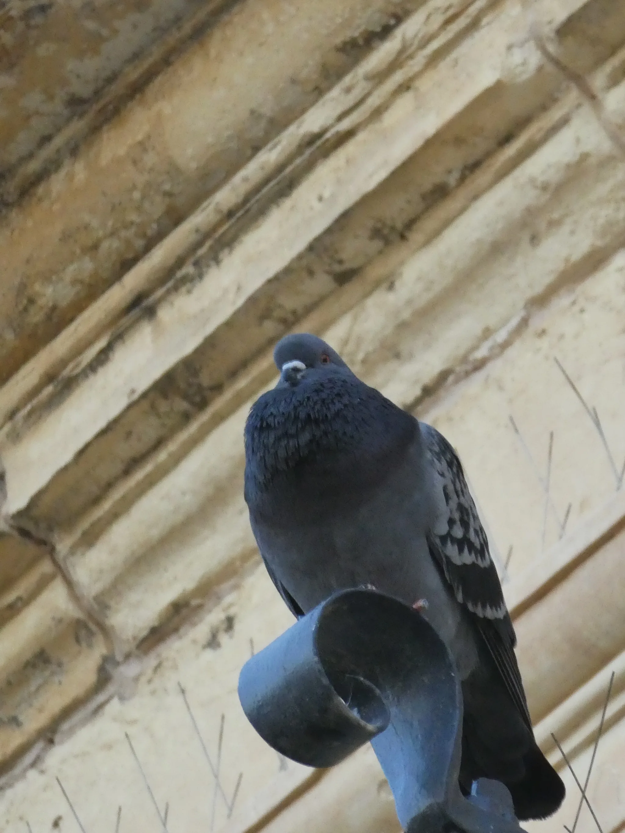 Rock Pigeon (columba livia)