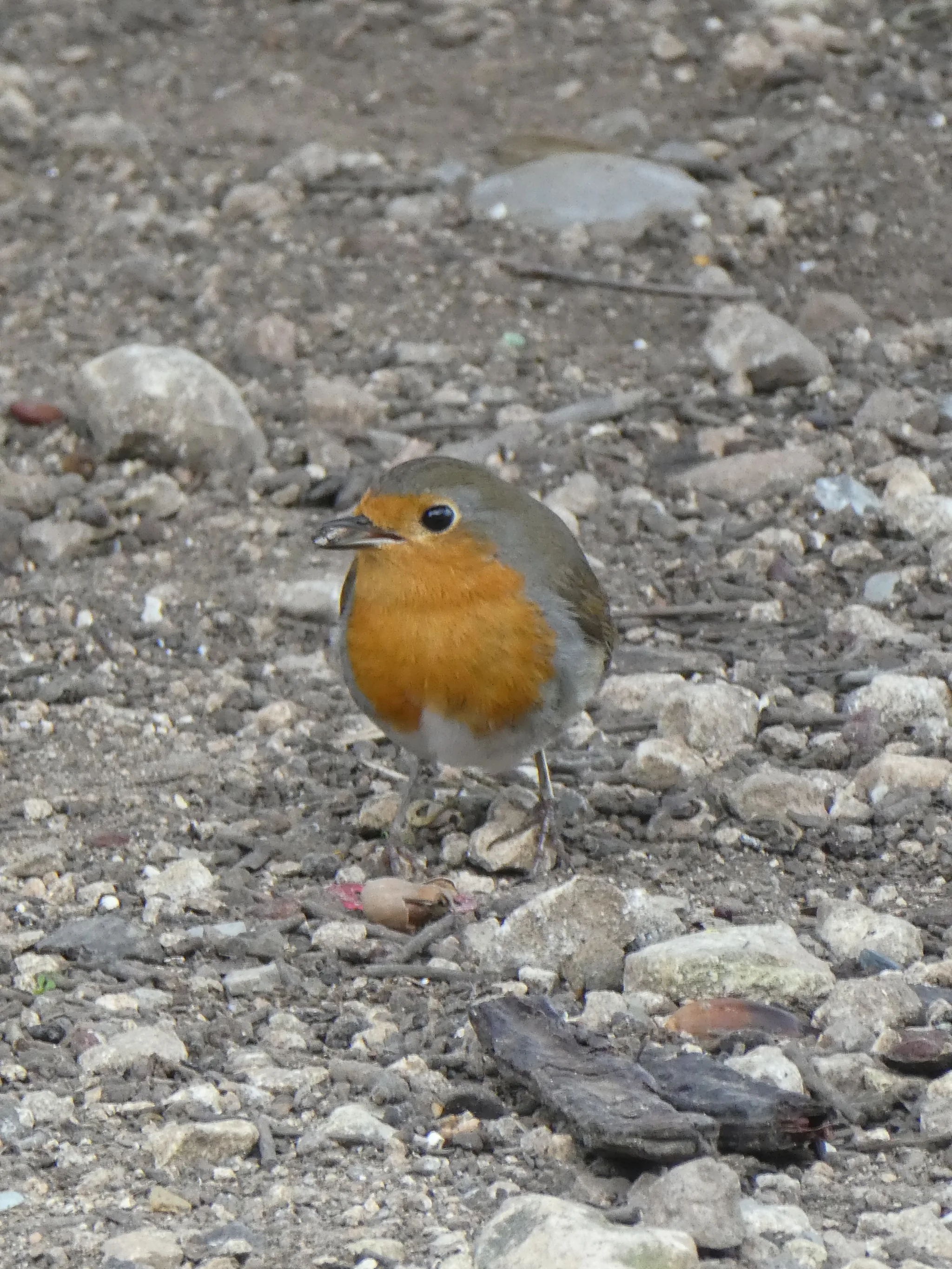 European Robin (erithacus rubecula)