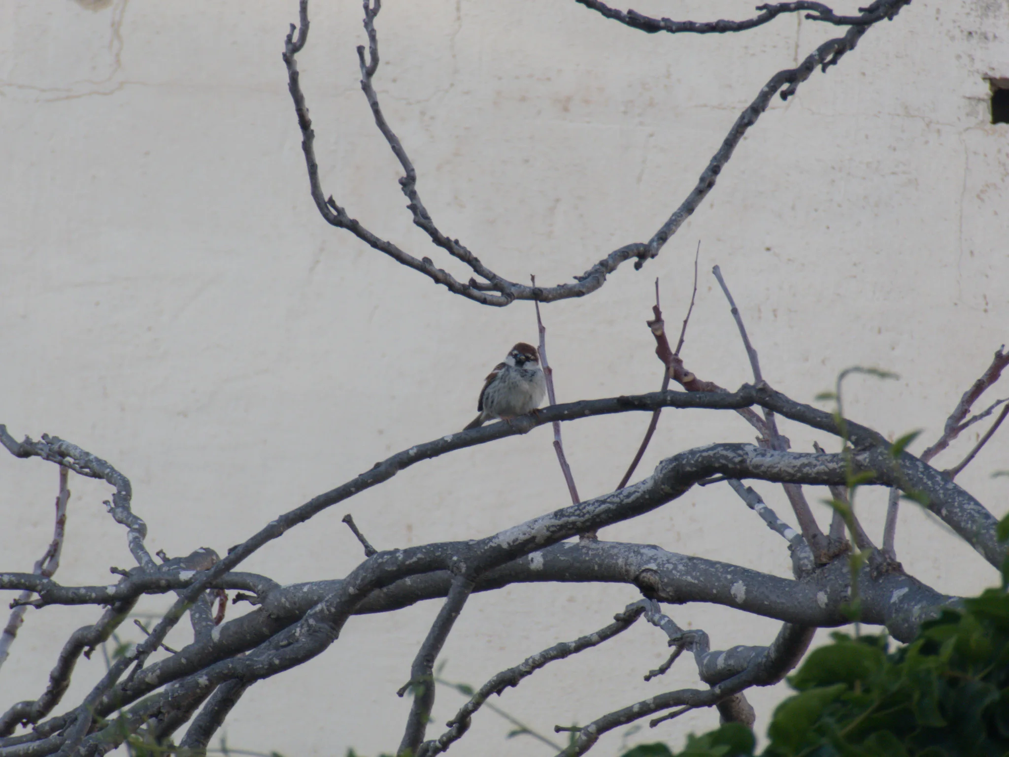 Spanish Sparrow (passer hispaniolensis)