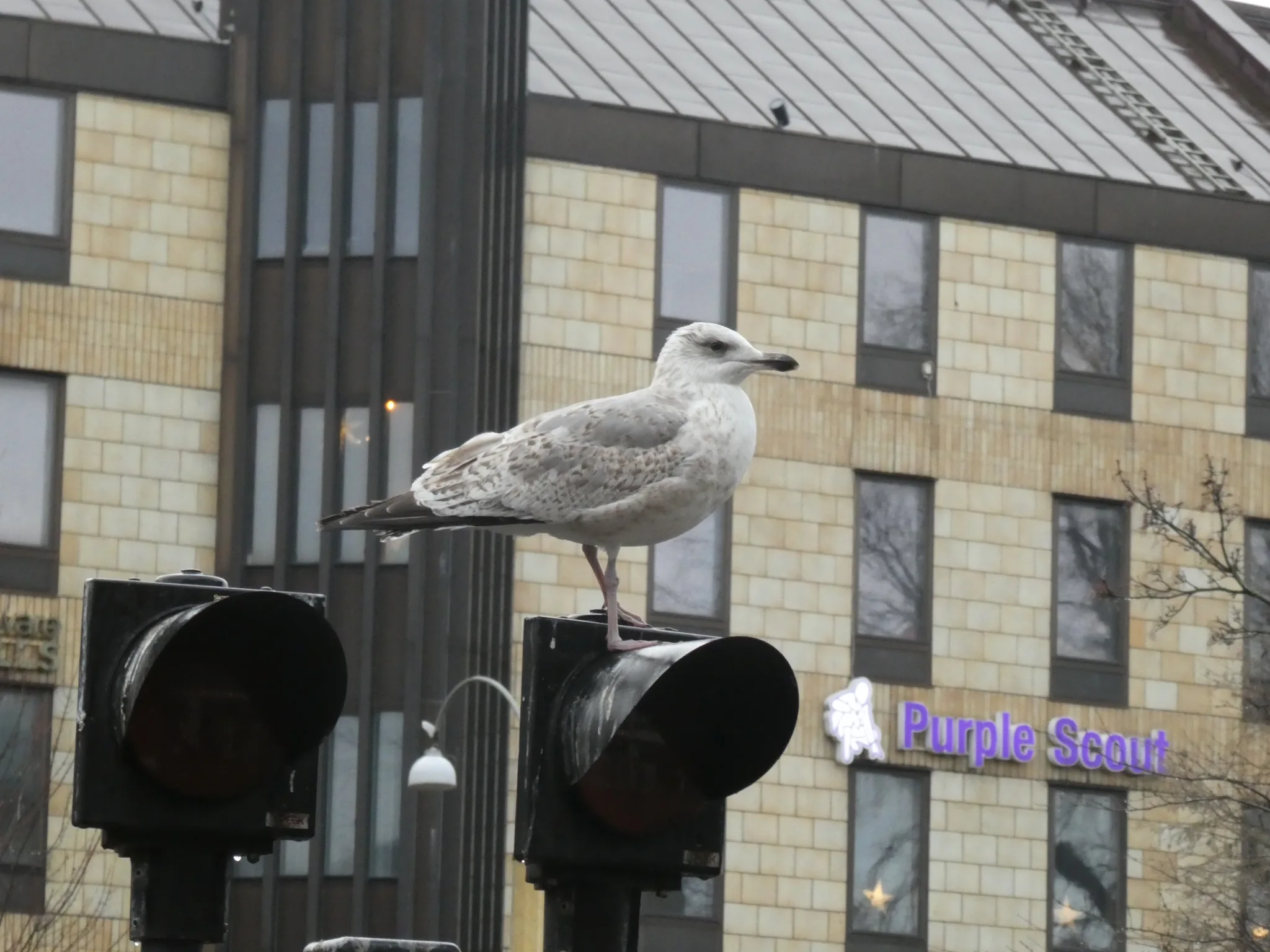 European Herring Gull (larus argentatus)