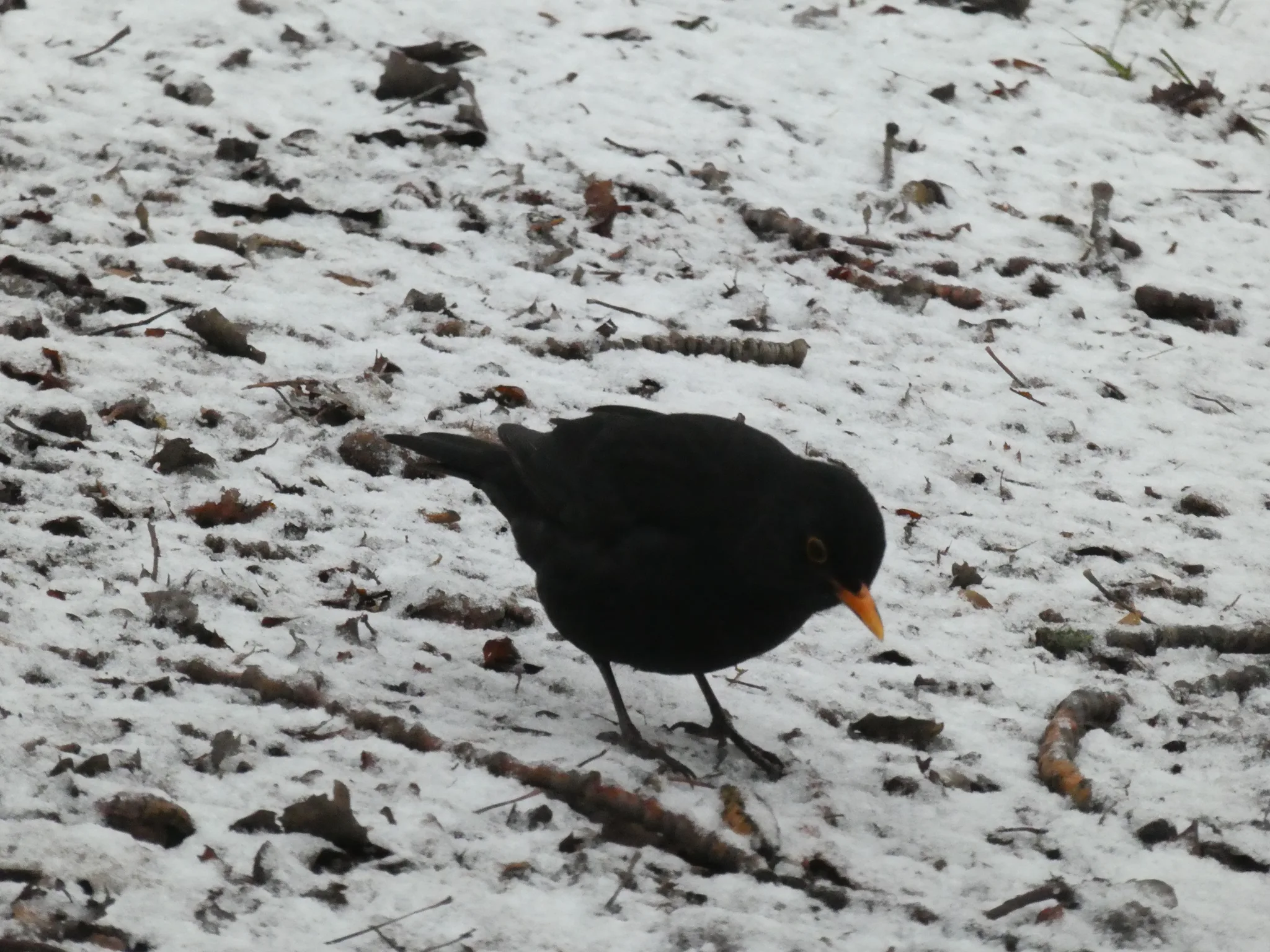 Eurasian Blackbird (turdus merula)
