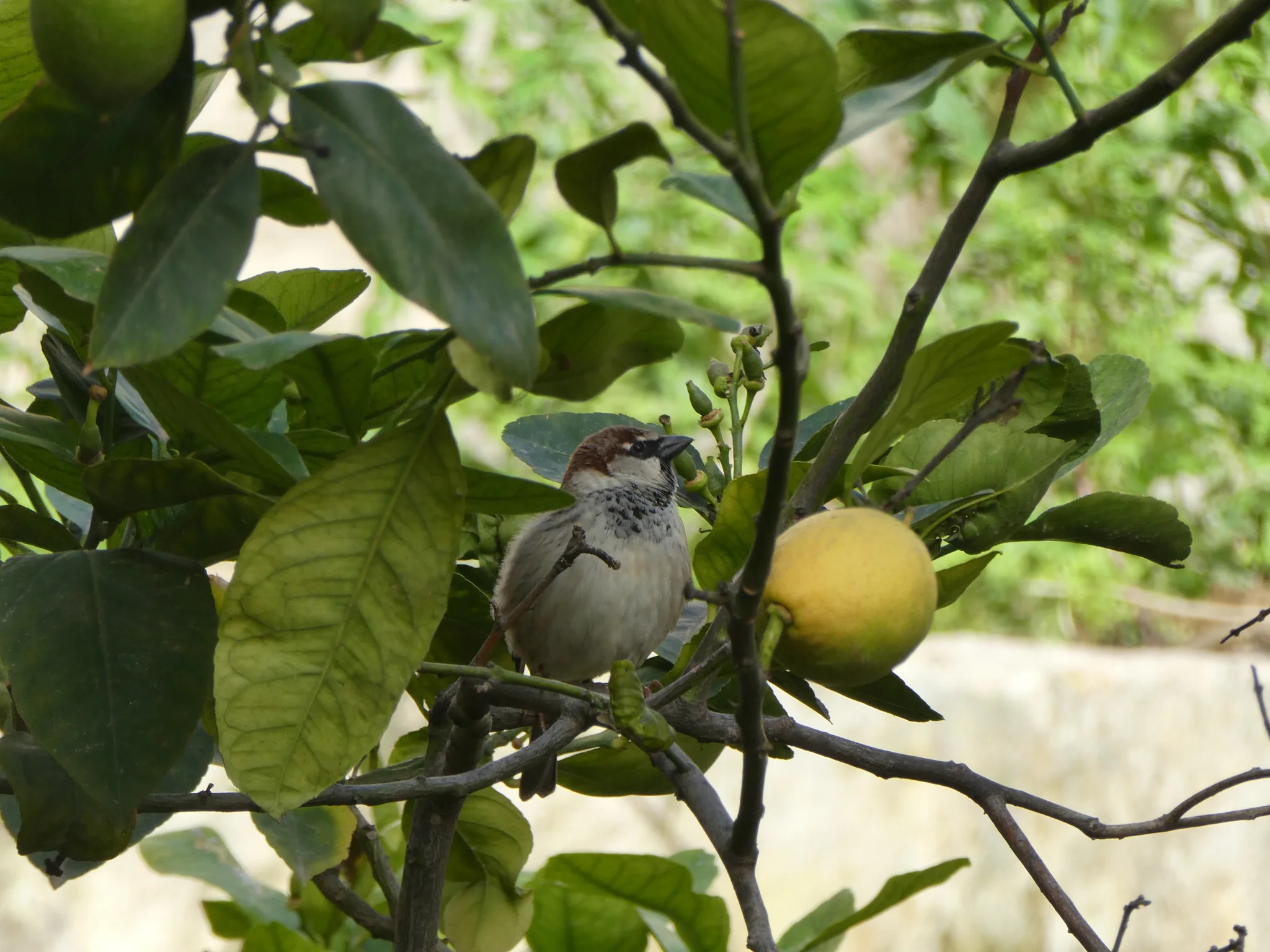 Spanish Sparrow (passer hispaniolensis)