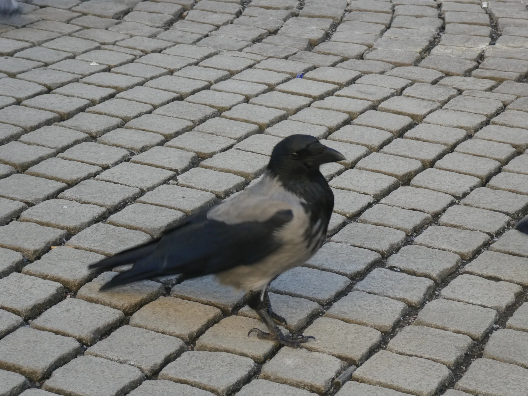 Hooded Crow (corvus cornix)
