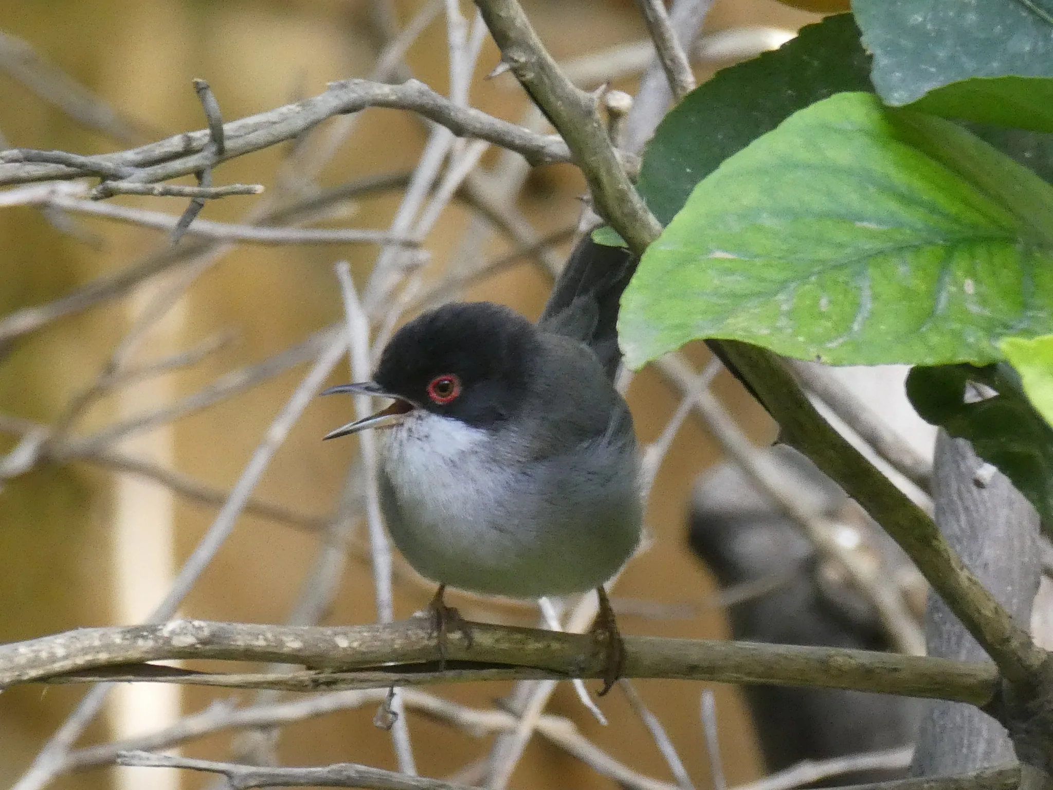 Sardinian Warbler (curruca melanocephala)
