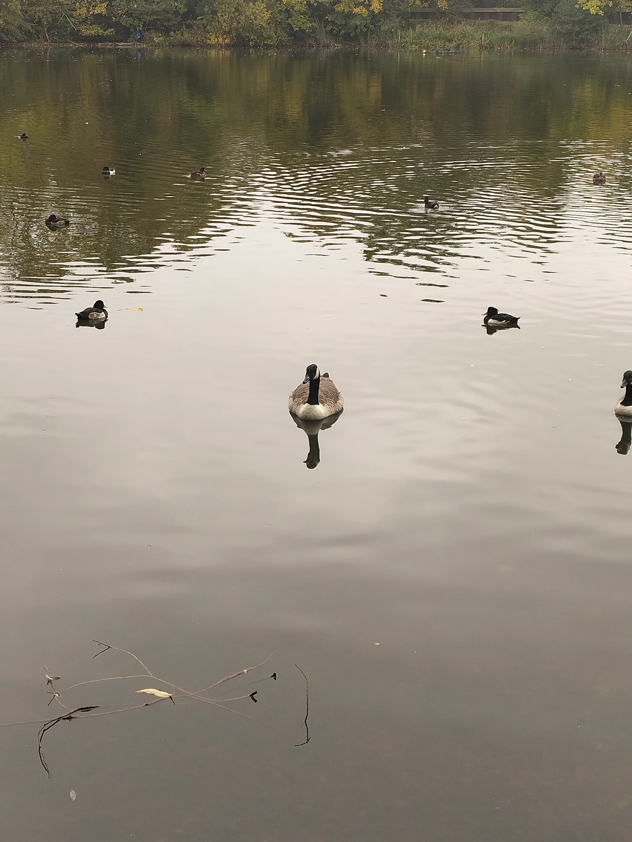 Canada Goose (branta canadensis)
