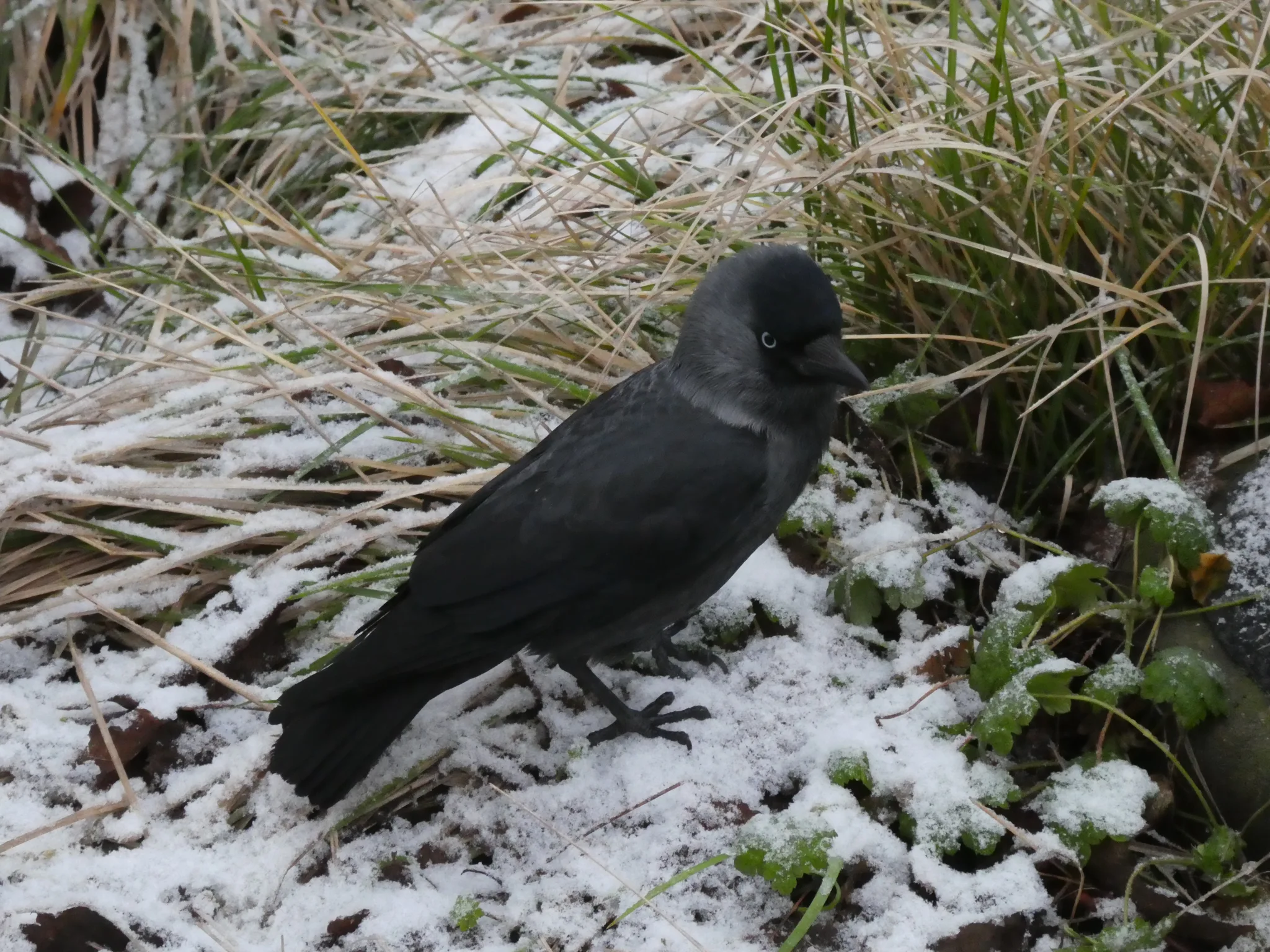Eurasian Jackdaw (coloeus monedula)