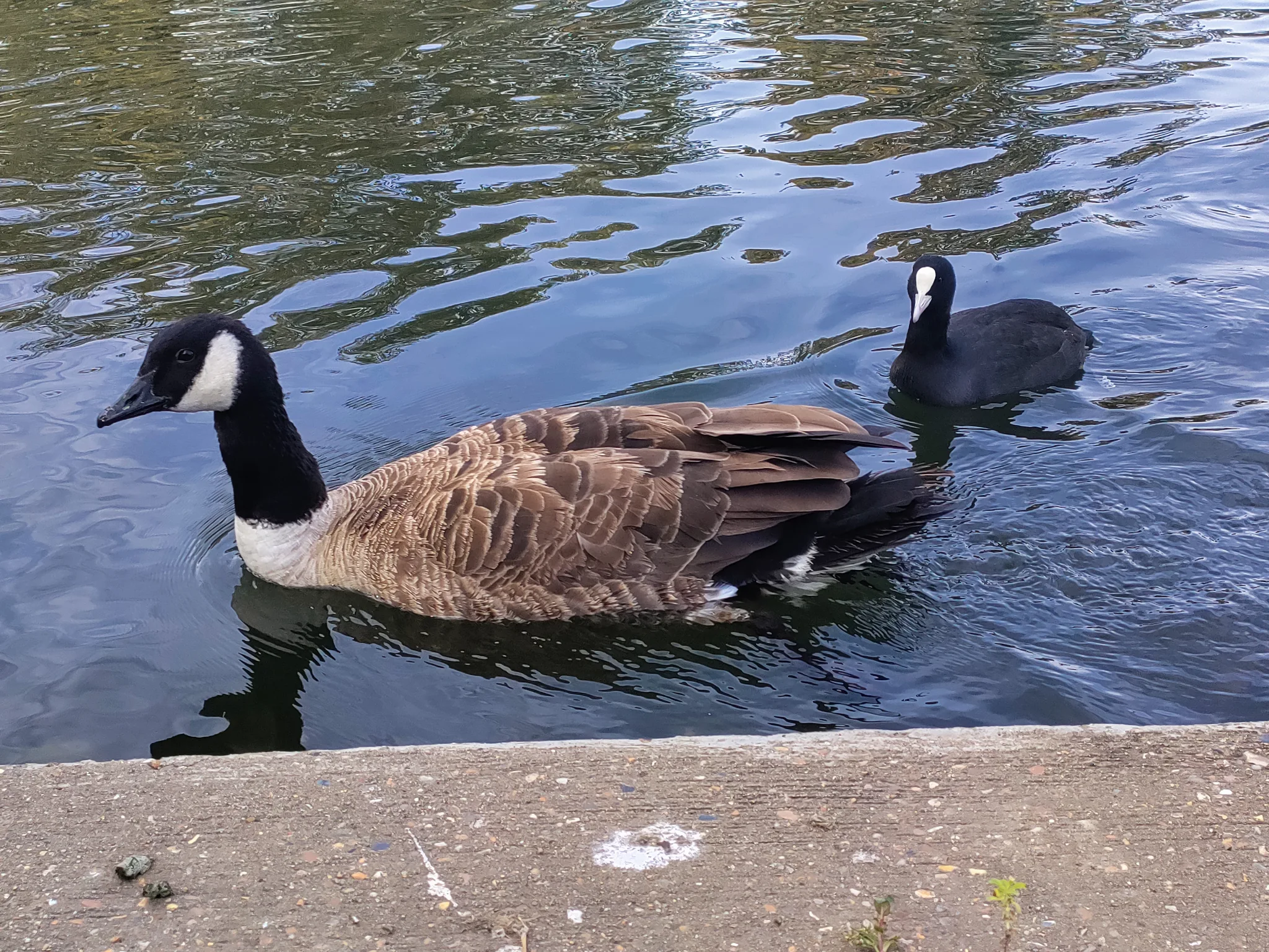 Group containing Canada Goose (branta canadensis) and Eurasian Coot (fulica atra)