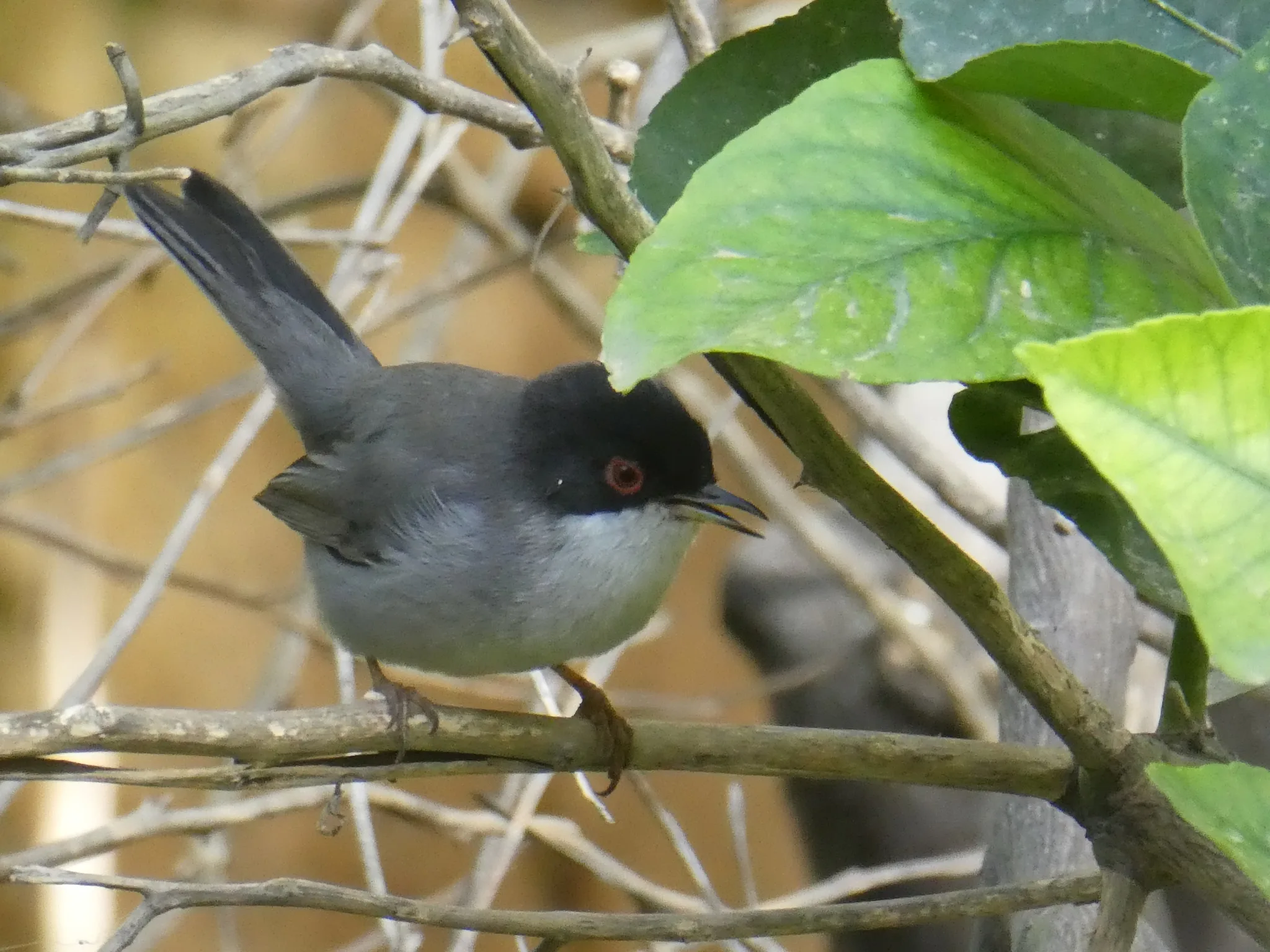 Sardinian Warbler (curruca melanocephala)