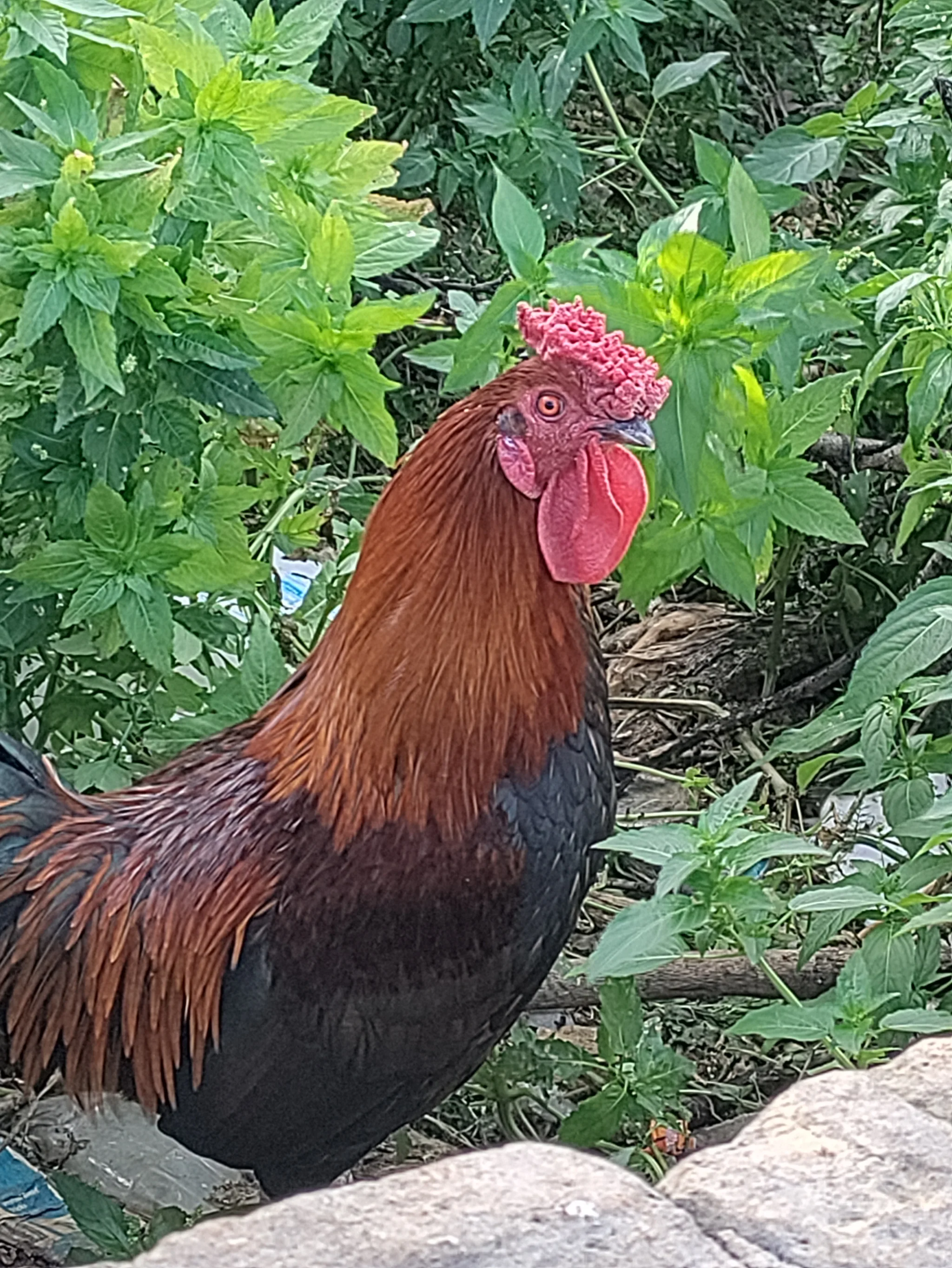 Chicken (gallus gallus domesticus)