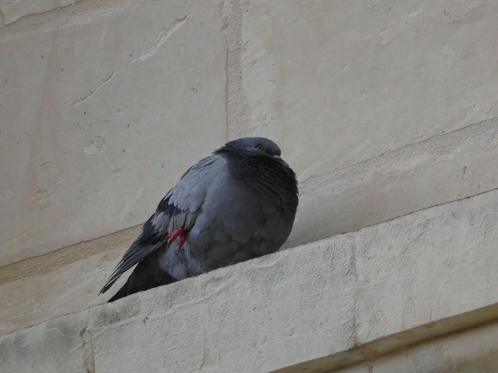 Rock Pigeon (columba livia)