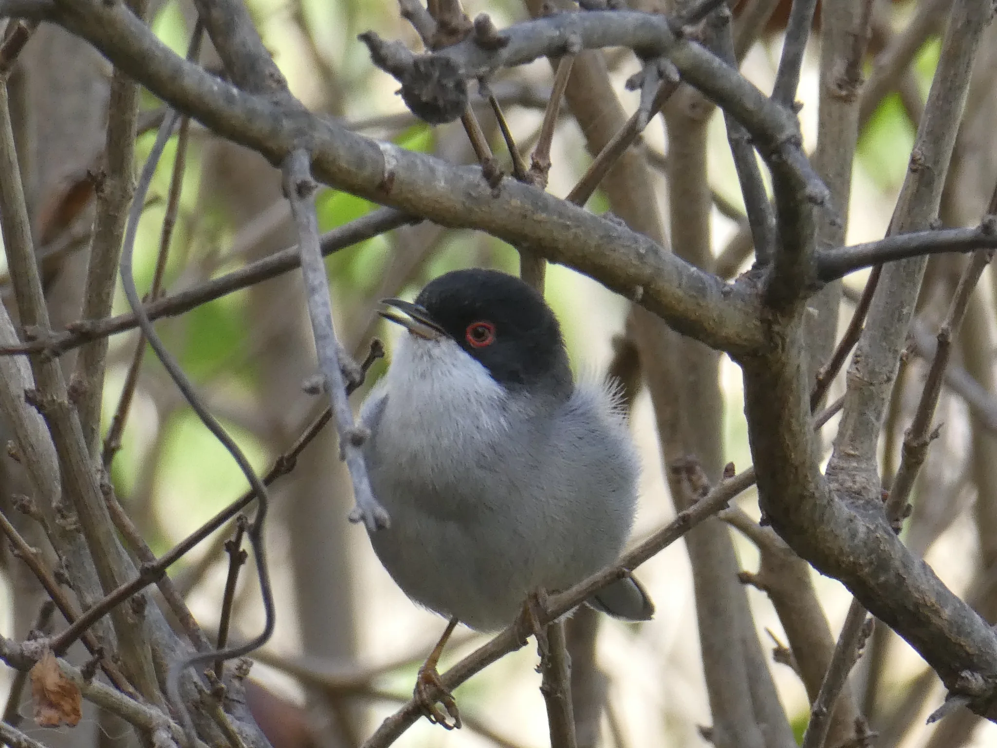 Sardinian Warbler (curruca melanocephala)