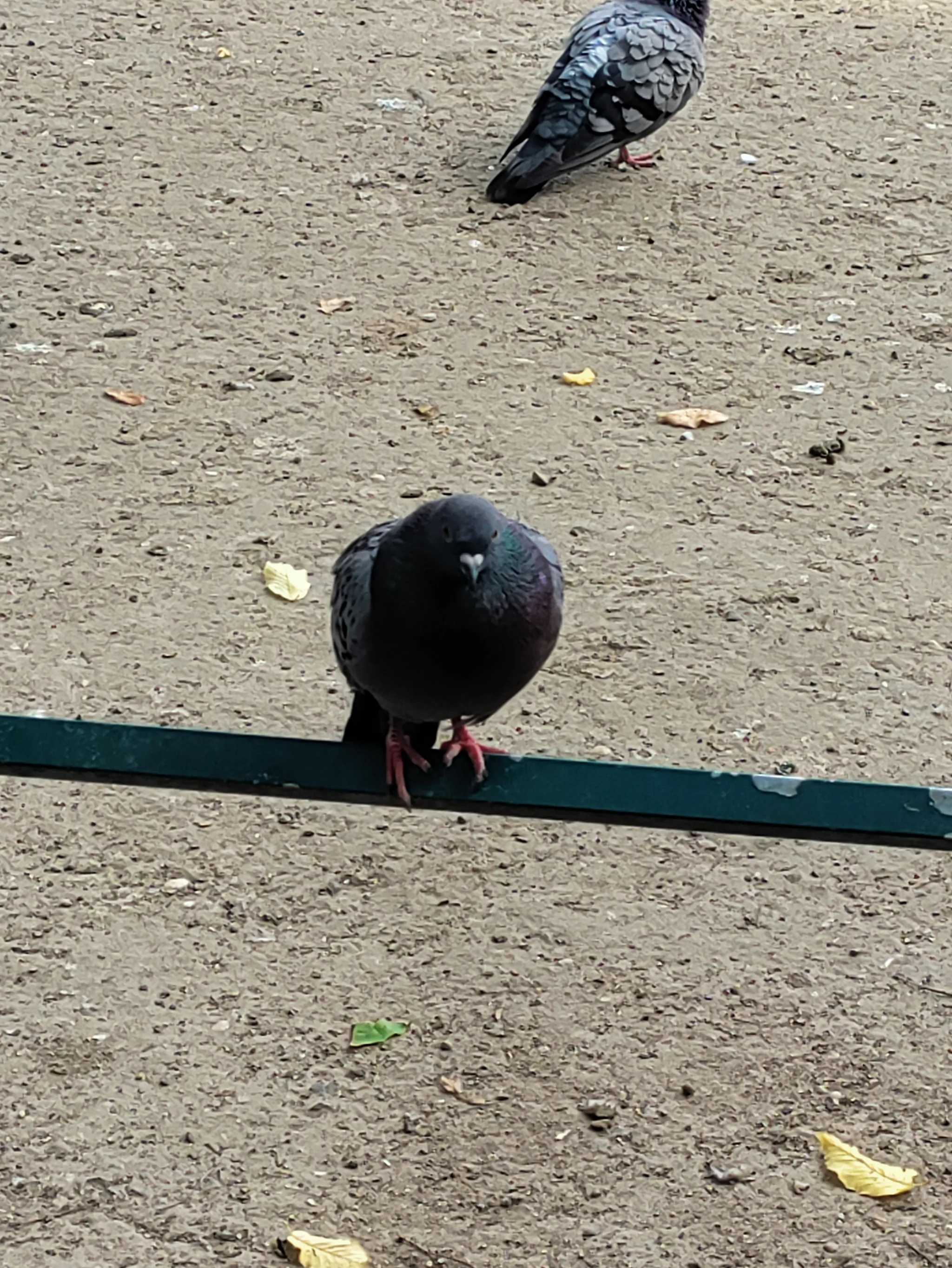 Rock Pigeon (columba livia)