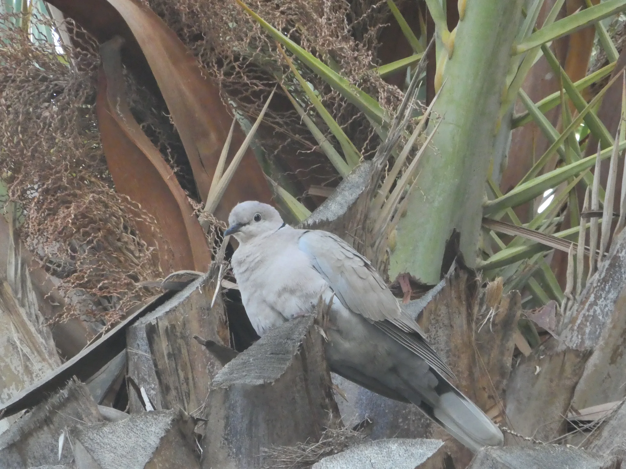 Eurasian Collared-Dove (streptopelia decaocto)