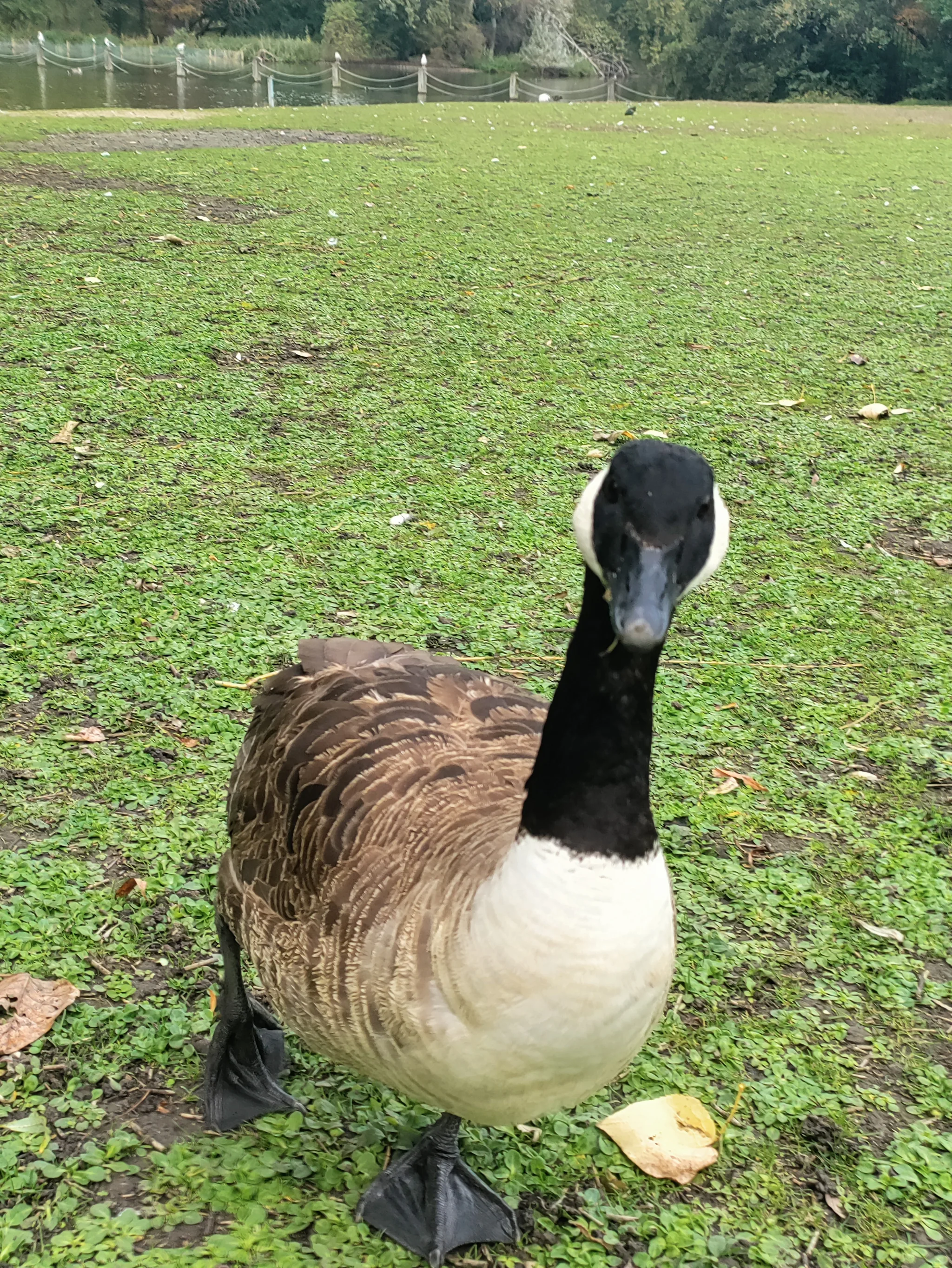 Canada Goose (branta canadensis)