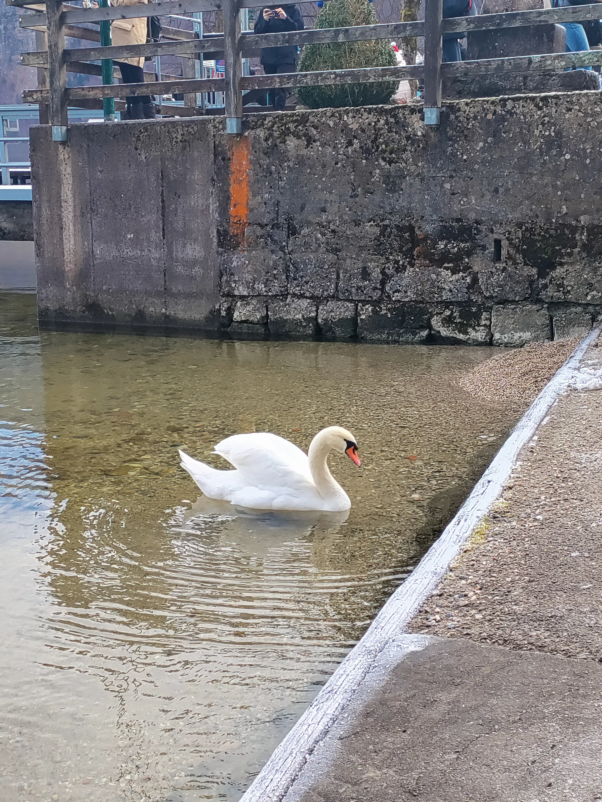 Mute Swan (cygnus olor)