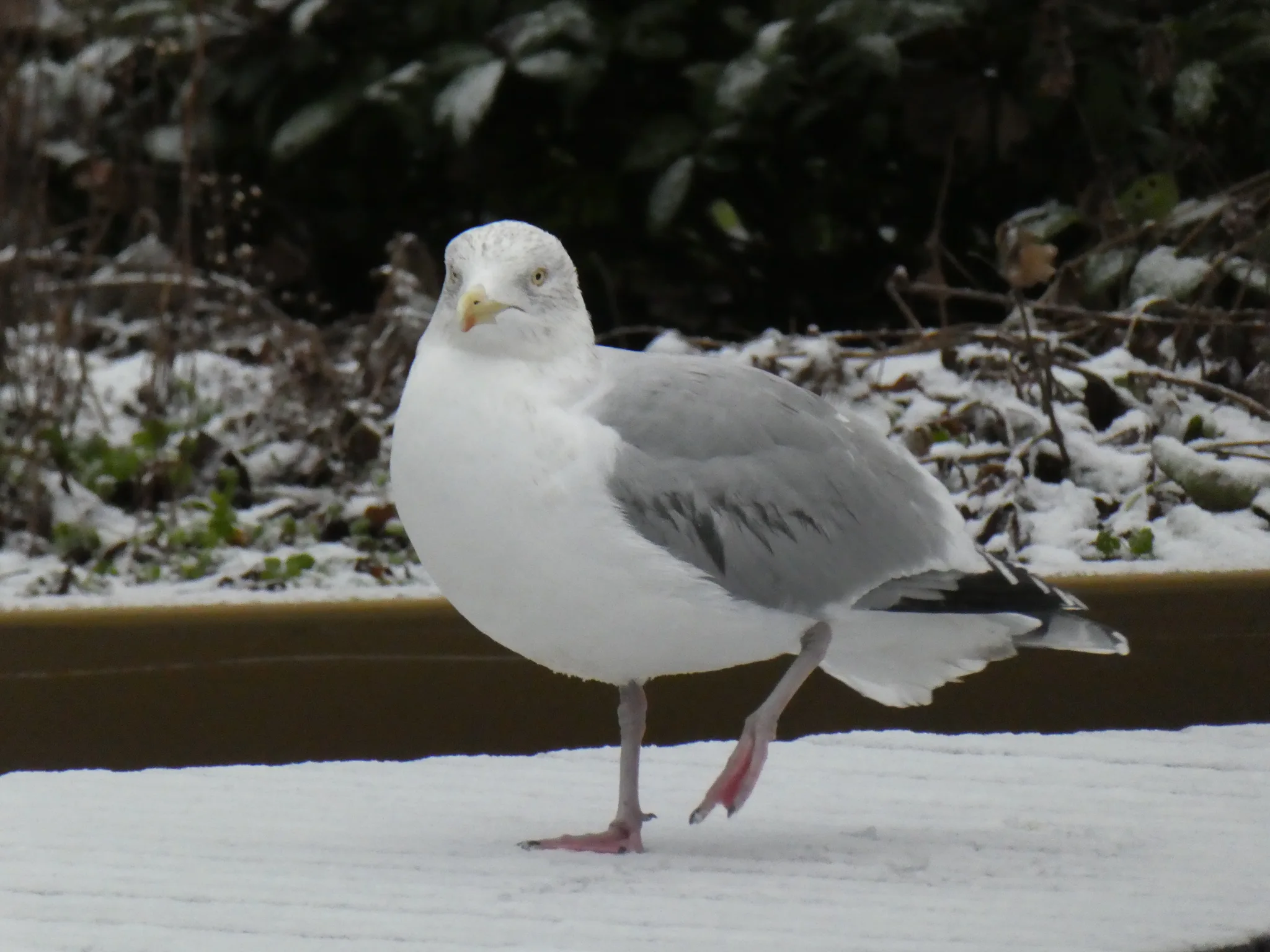 European Herring Gull (larus argentatus)