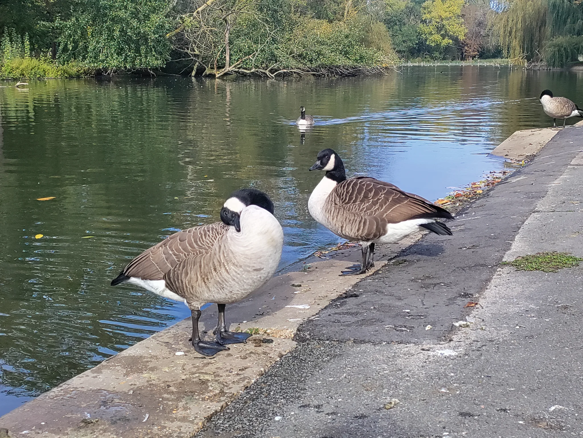 Canada Goose (branta canadensis)